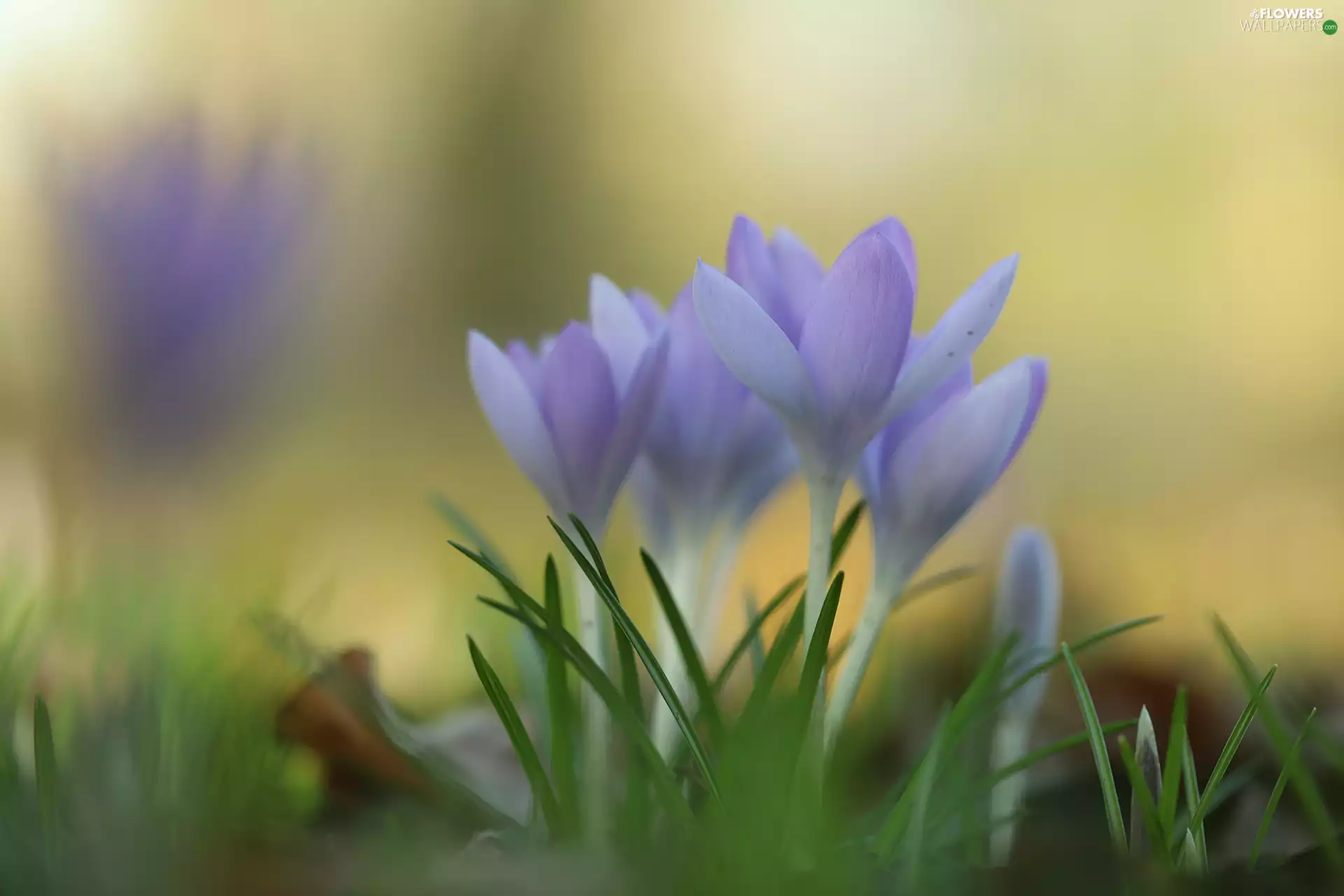 cluster, lilac, Flowers, crocuses
