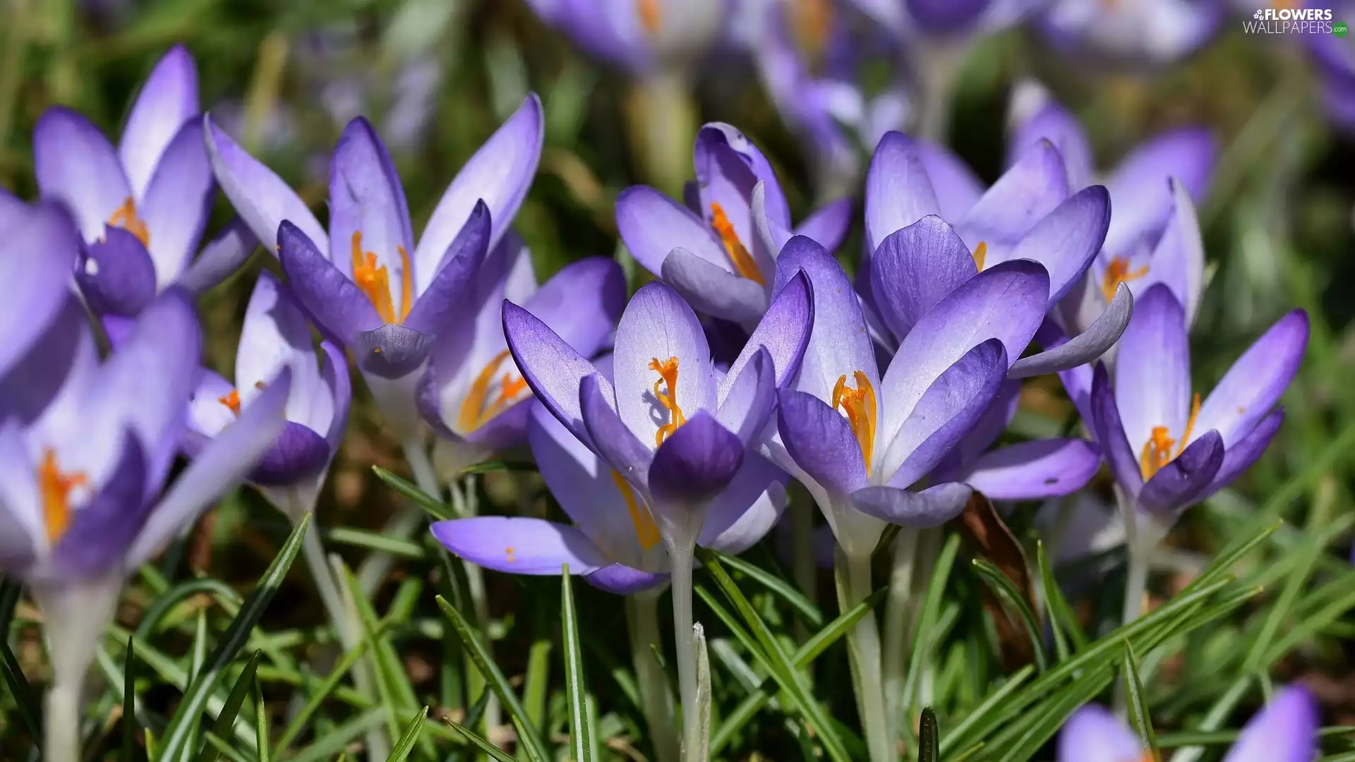 Flowers, crocuses, cluster, Light Purple
