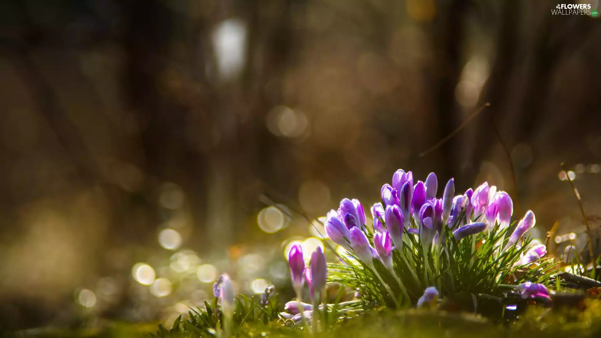 crocuses, cluster