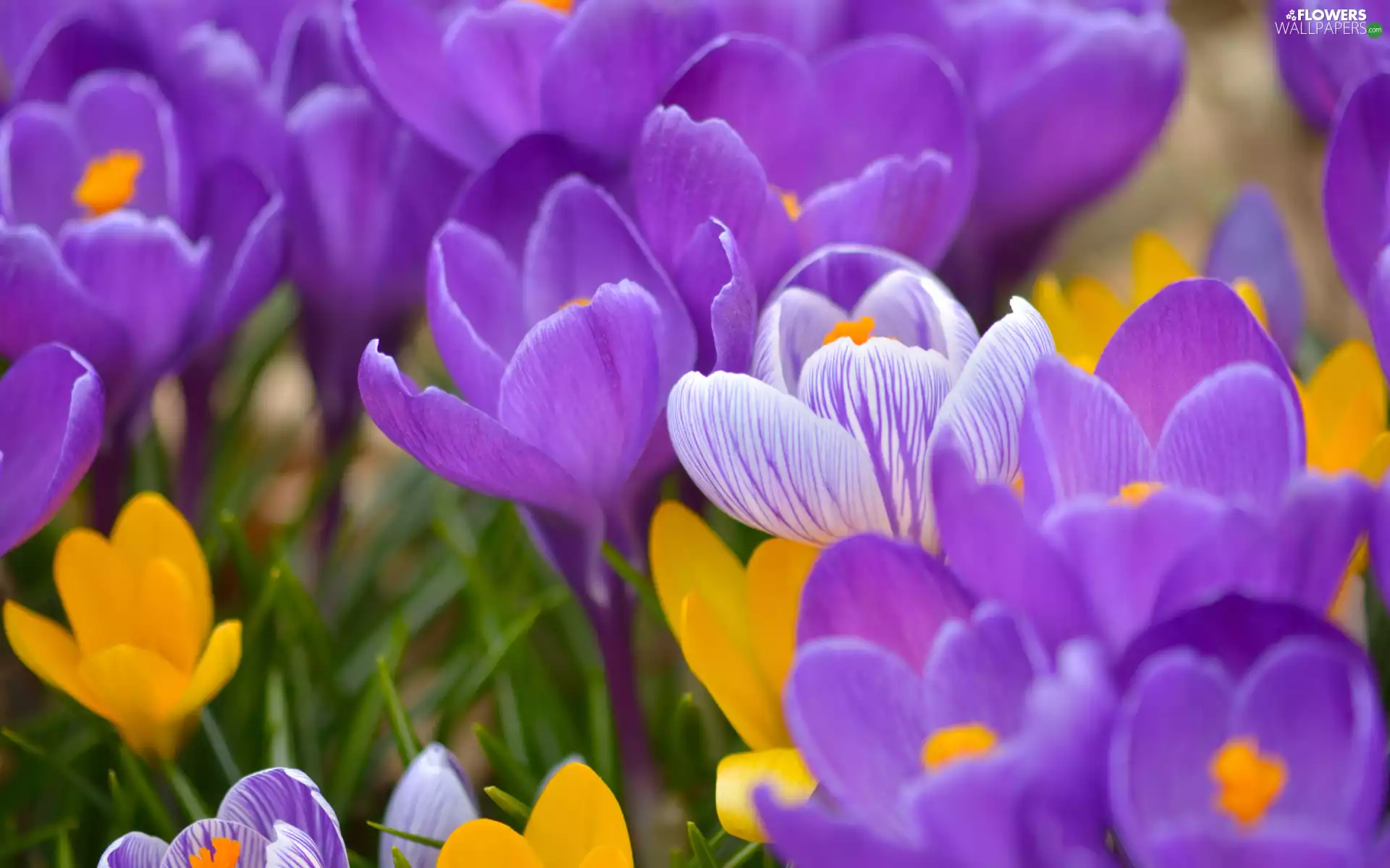crocuses, Flowers, color