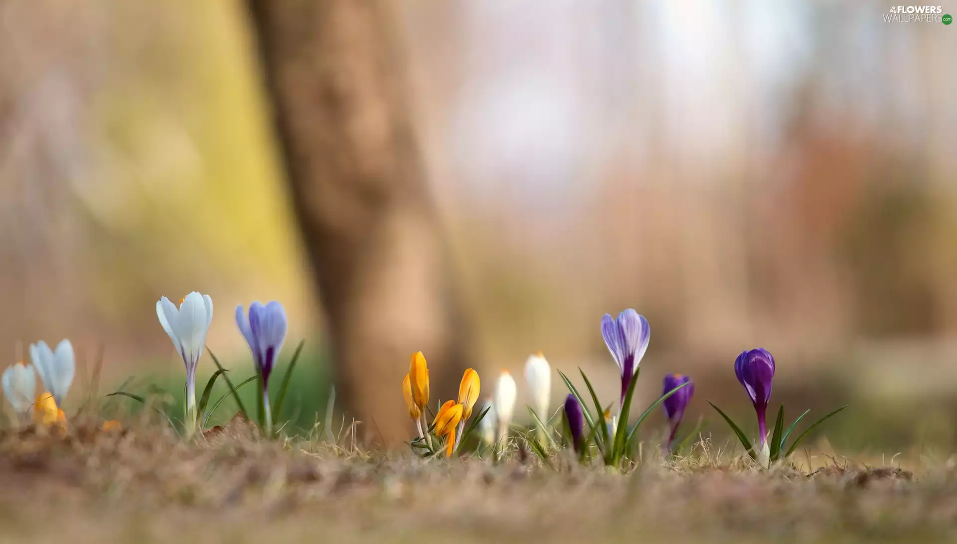 color, crocuses