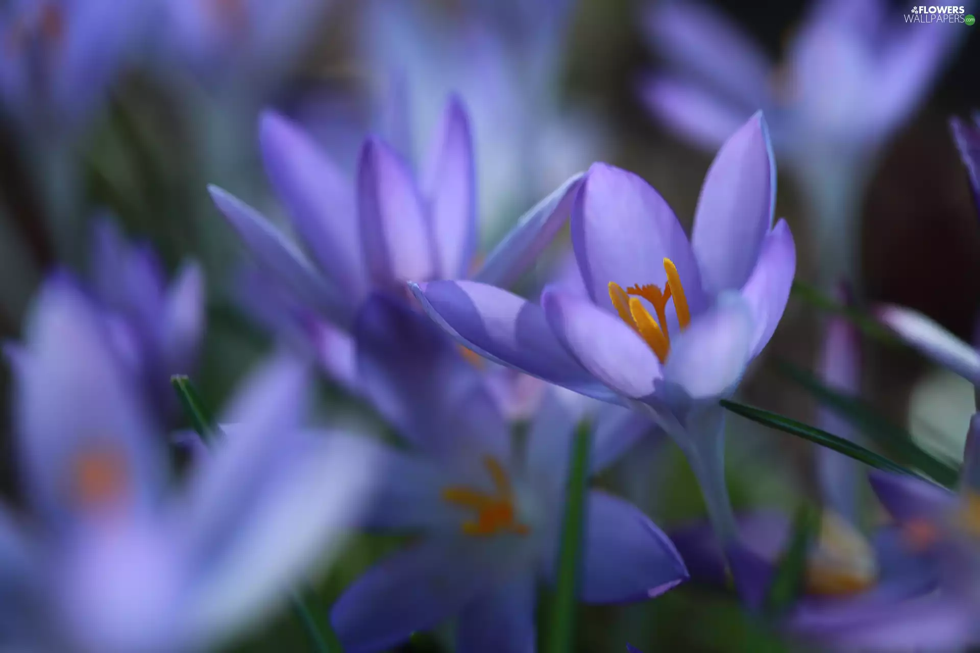 developed, purple, Flowers, crocuses