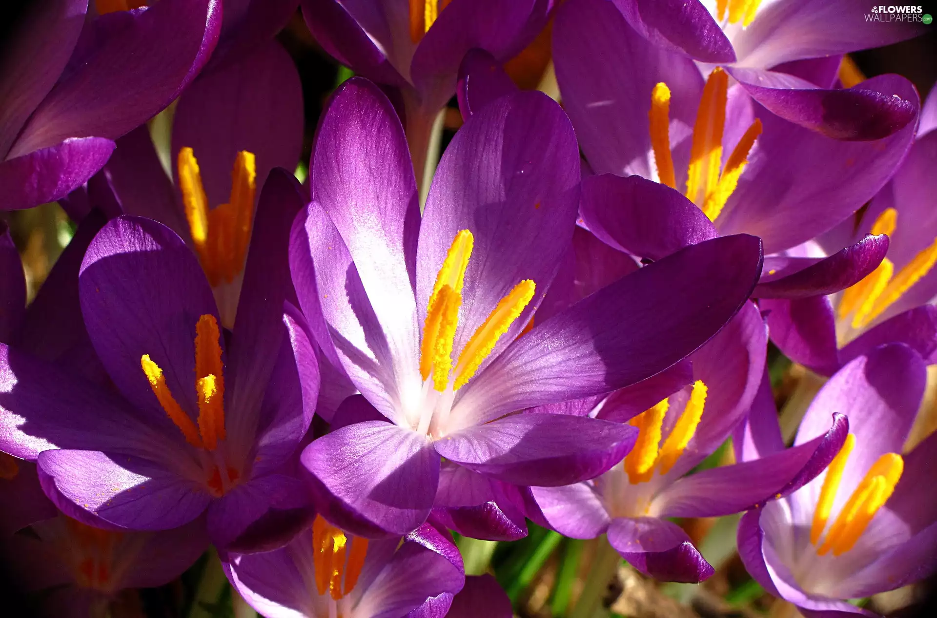 crocuses, purple, developed