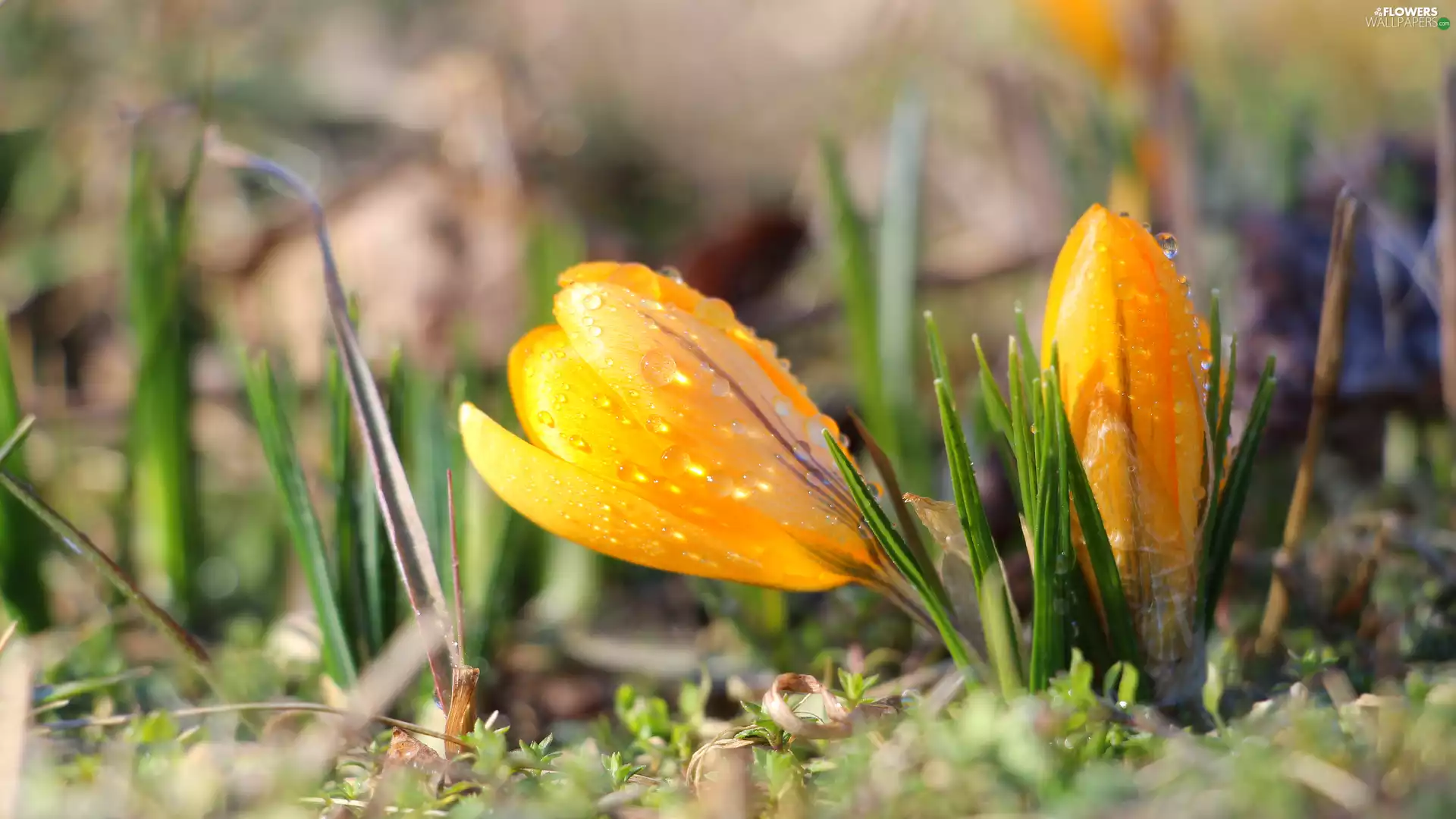 Yellow, crocuses, drops, Two cars