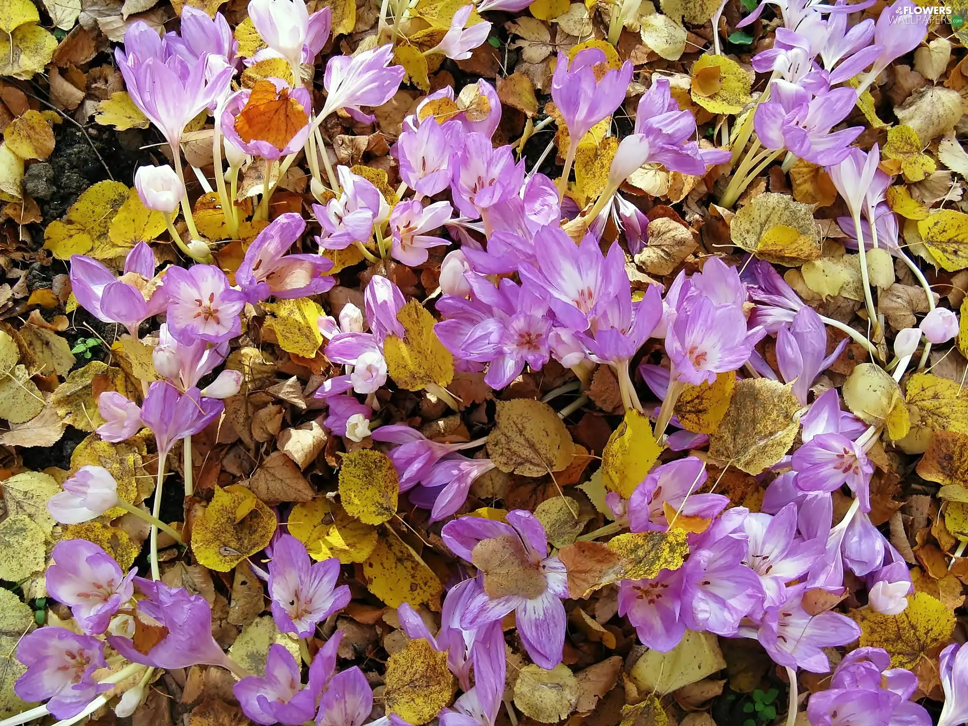 Spring, crocuses, Fallen Leaves, Pink