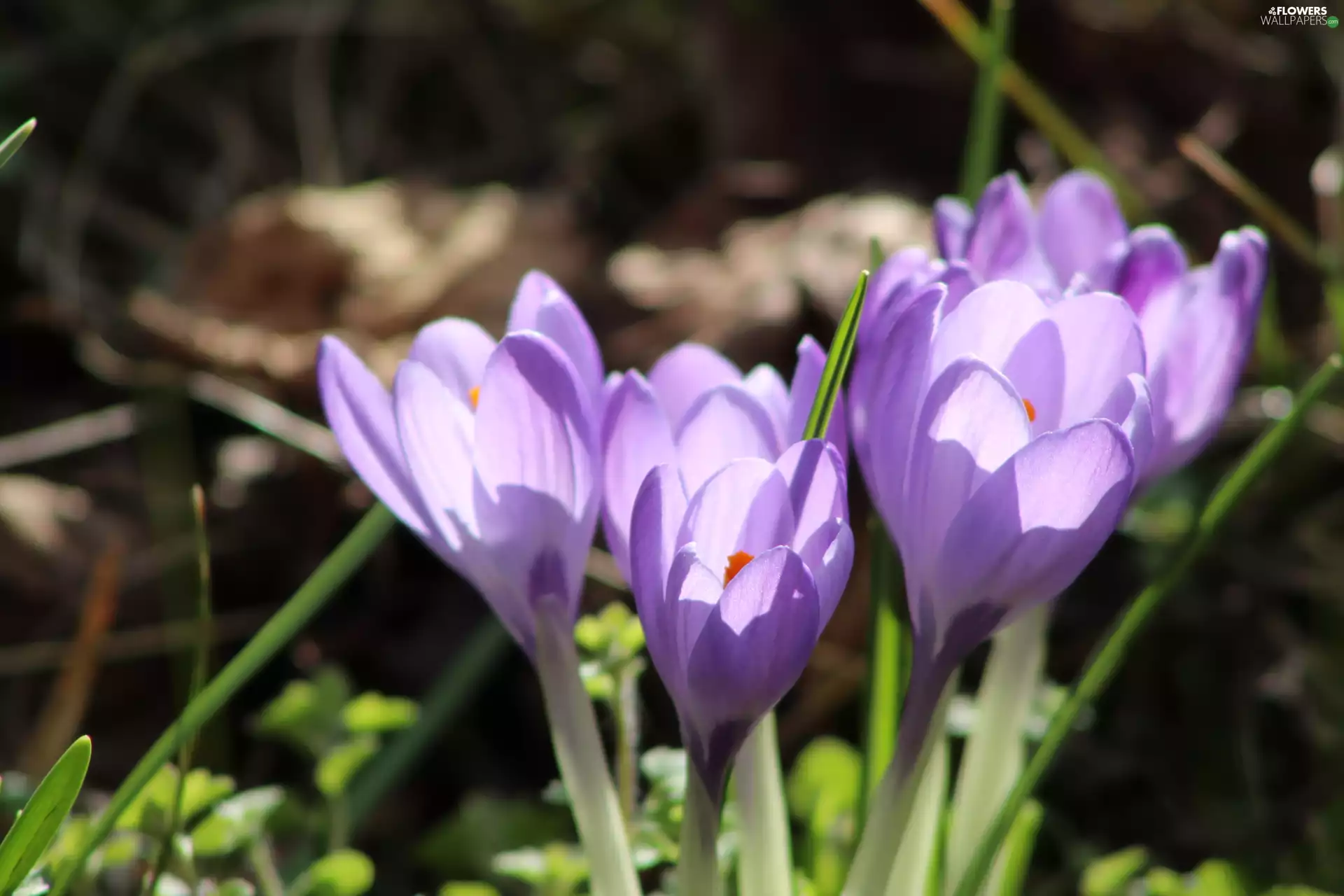 crocuses, purple, flourishing
