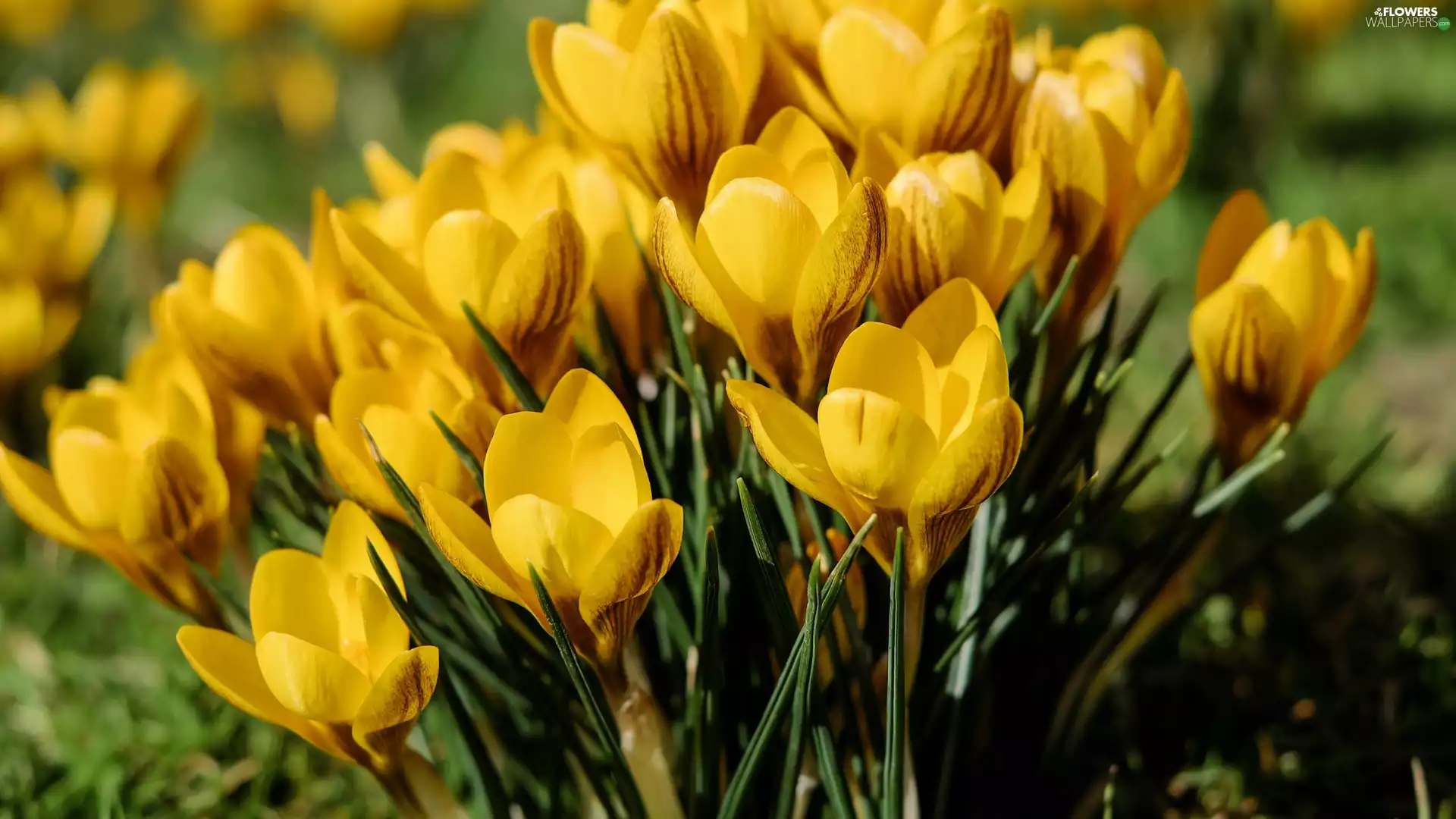crocuses, Yellow, flourishing