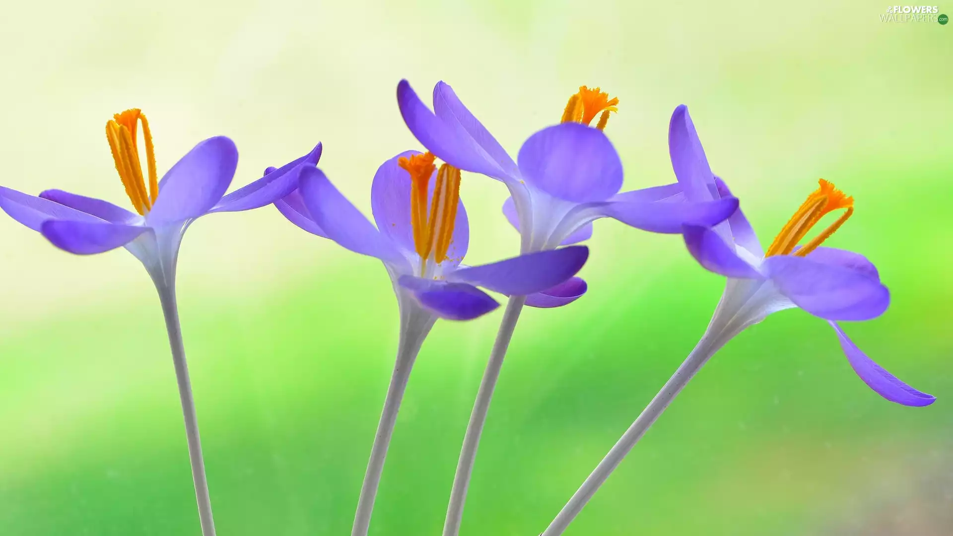 Flowers, crocuses