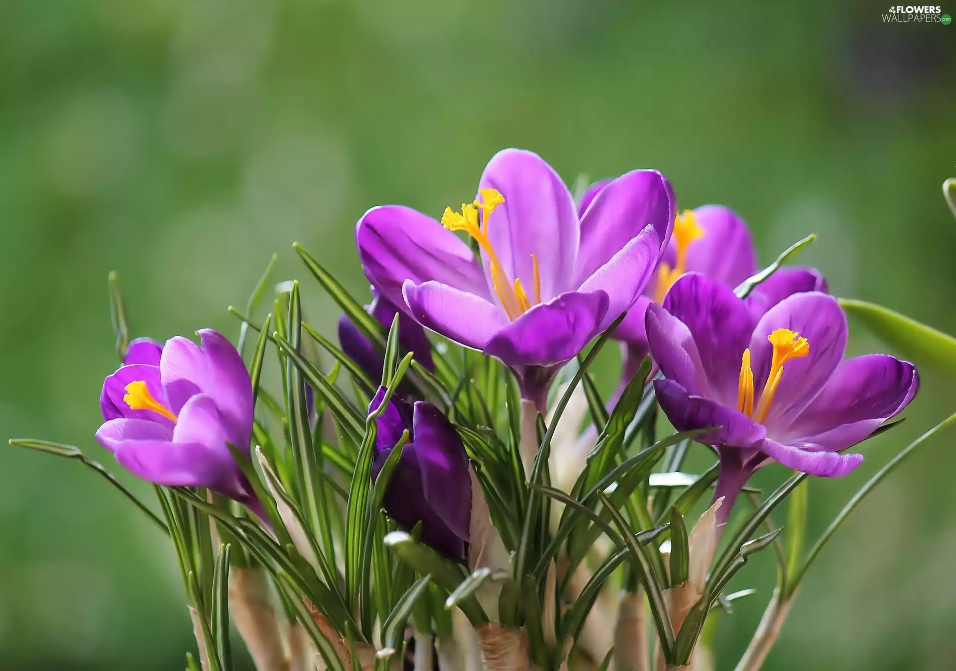 Flowers, crocuses