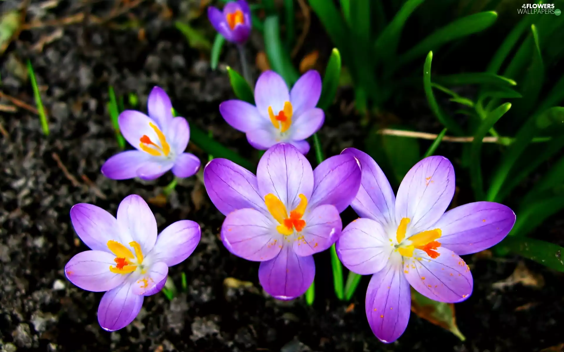 Flowers, crocuses