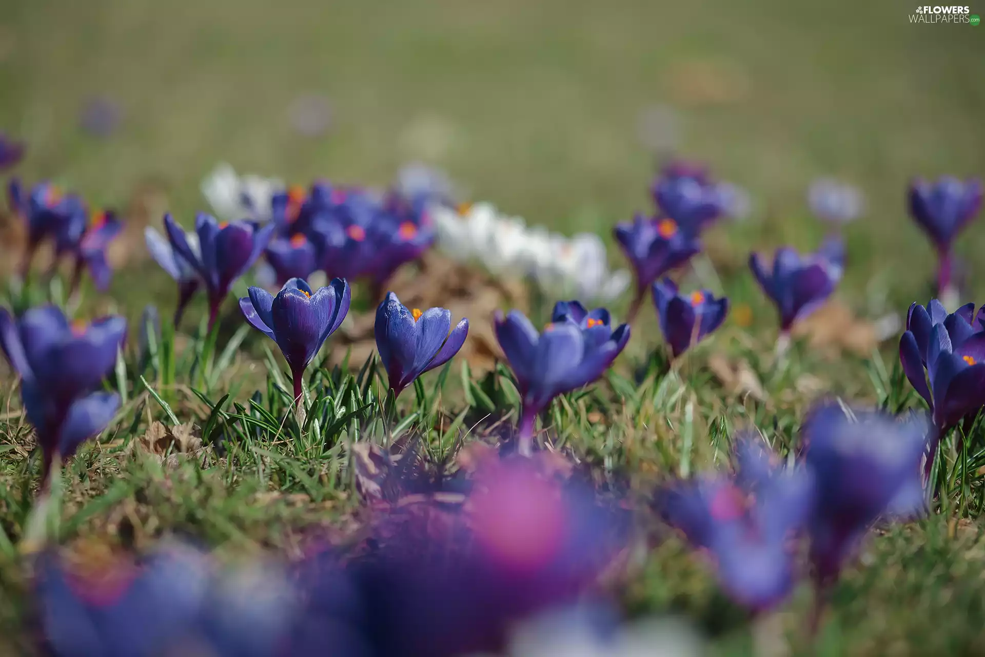 Flowers, navy blue, crocuses