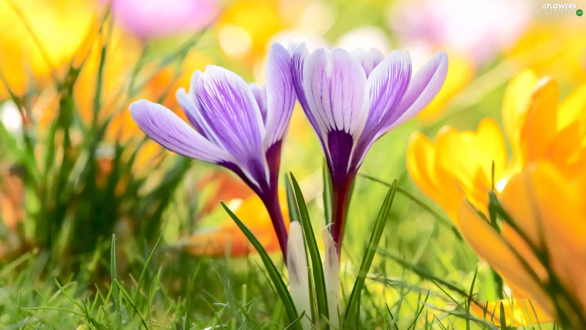 Flowers, grass, blur, crocuses