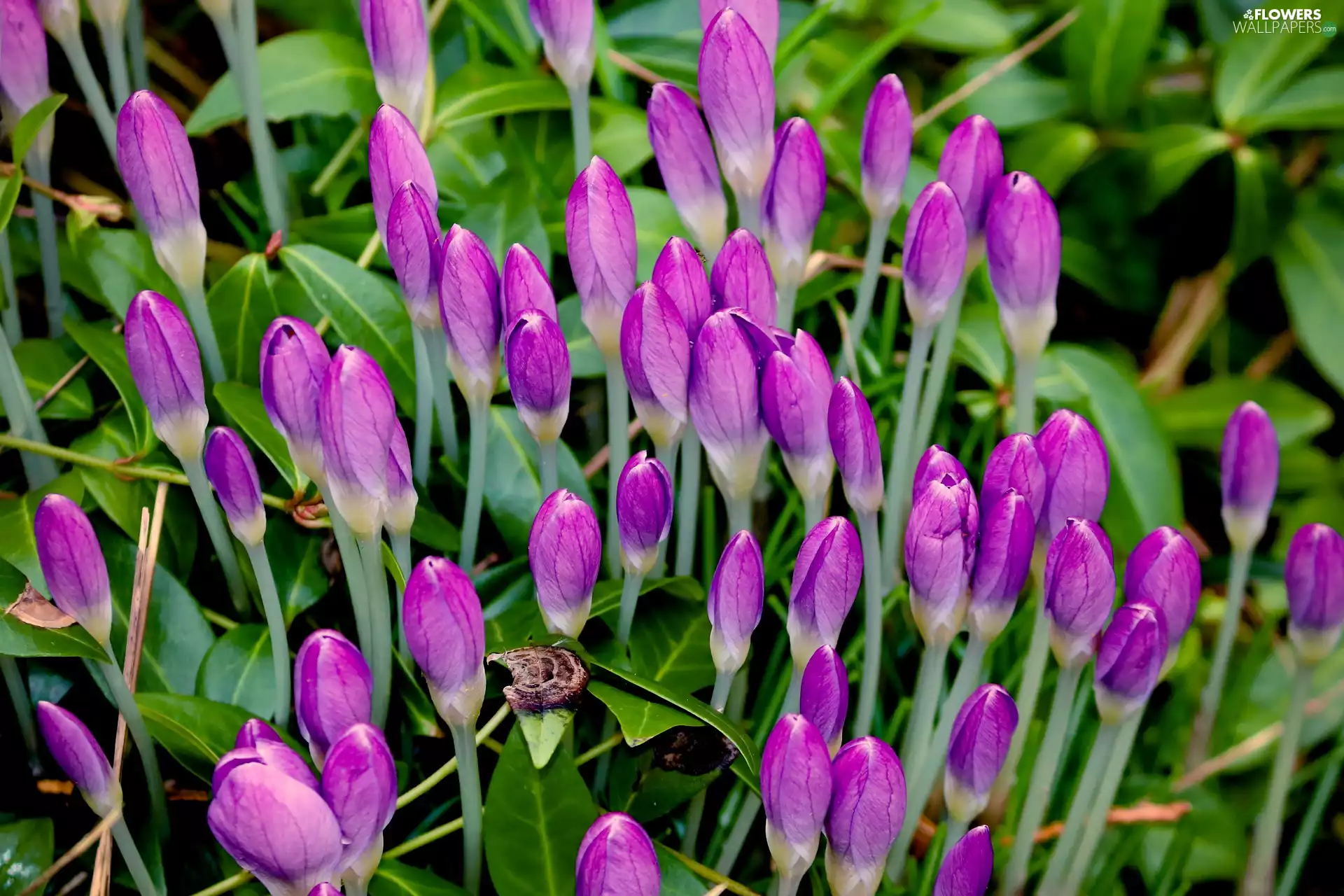 Flowers, purple, Buds, crocuses