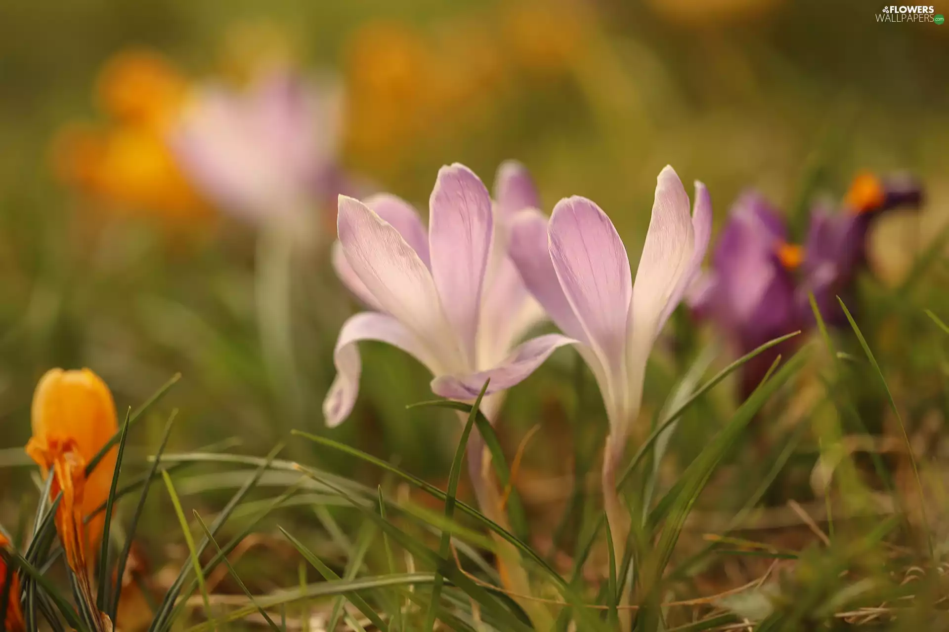 Pink, crocuses, Flowers, Two cars