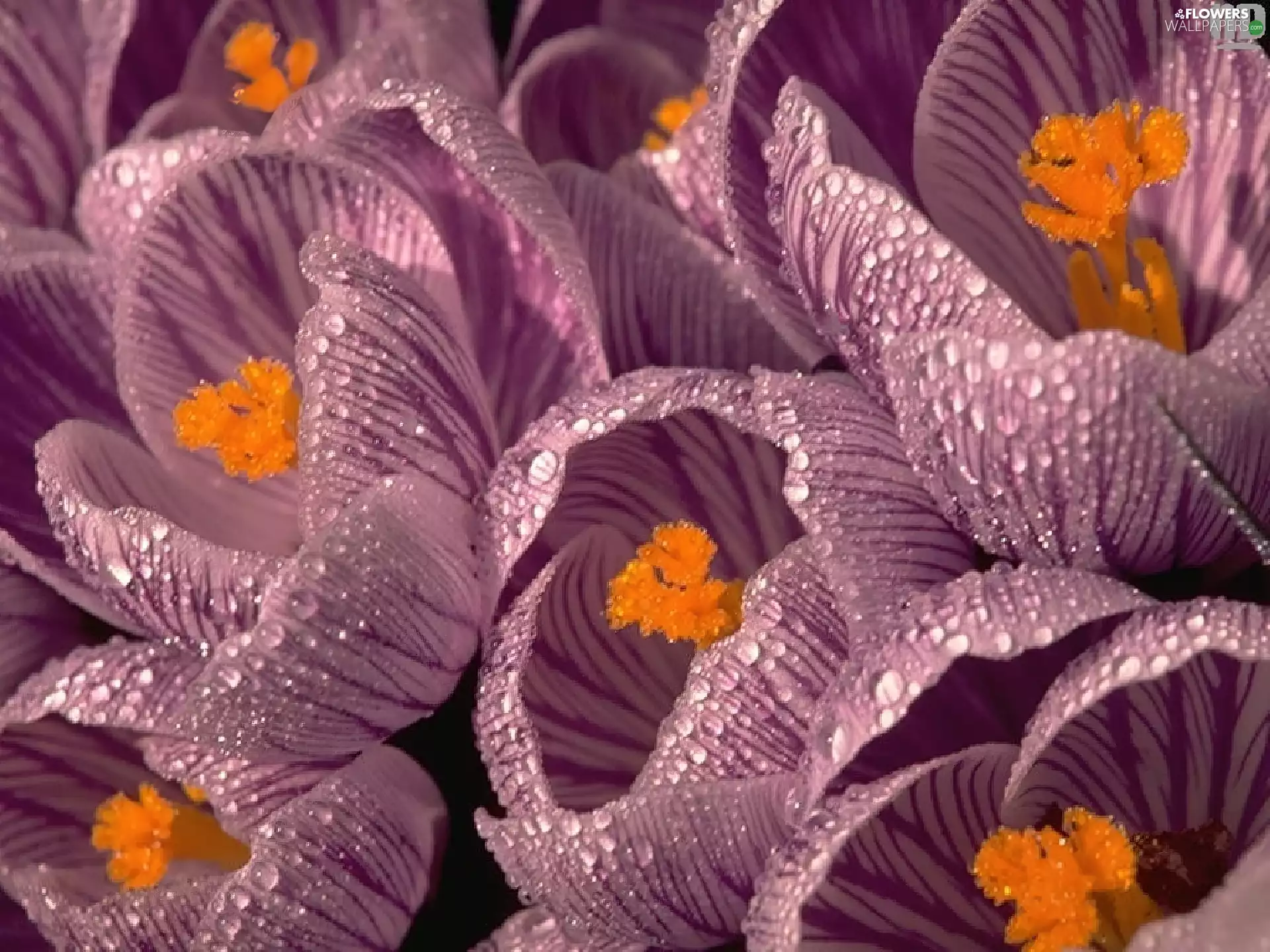 Flowers, dew, drops, crocuses