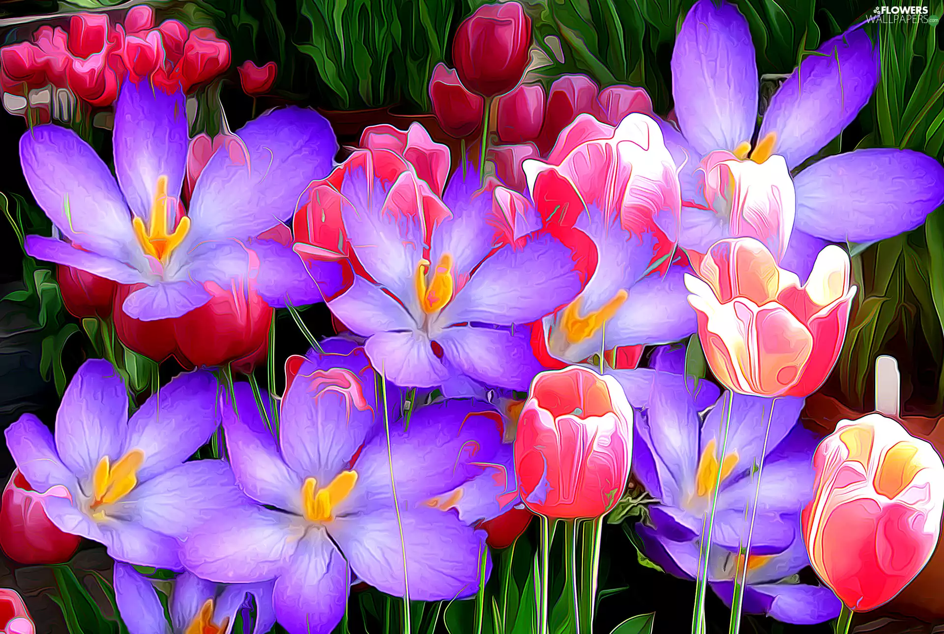 Flowers, Tulips, Fractalius, crocuses