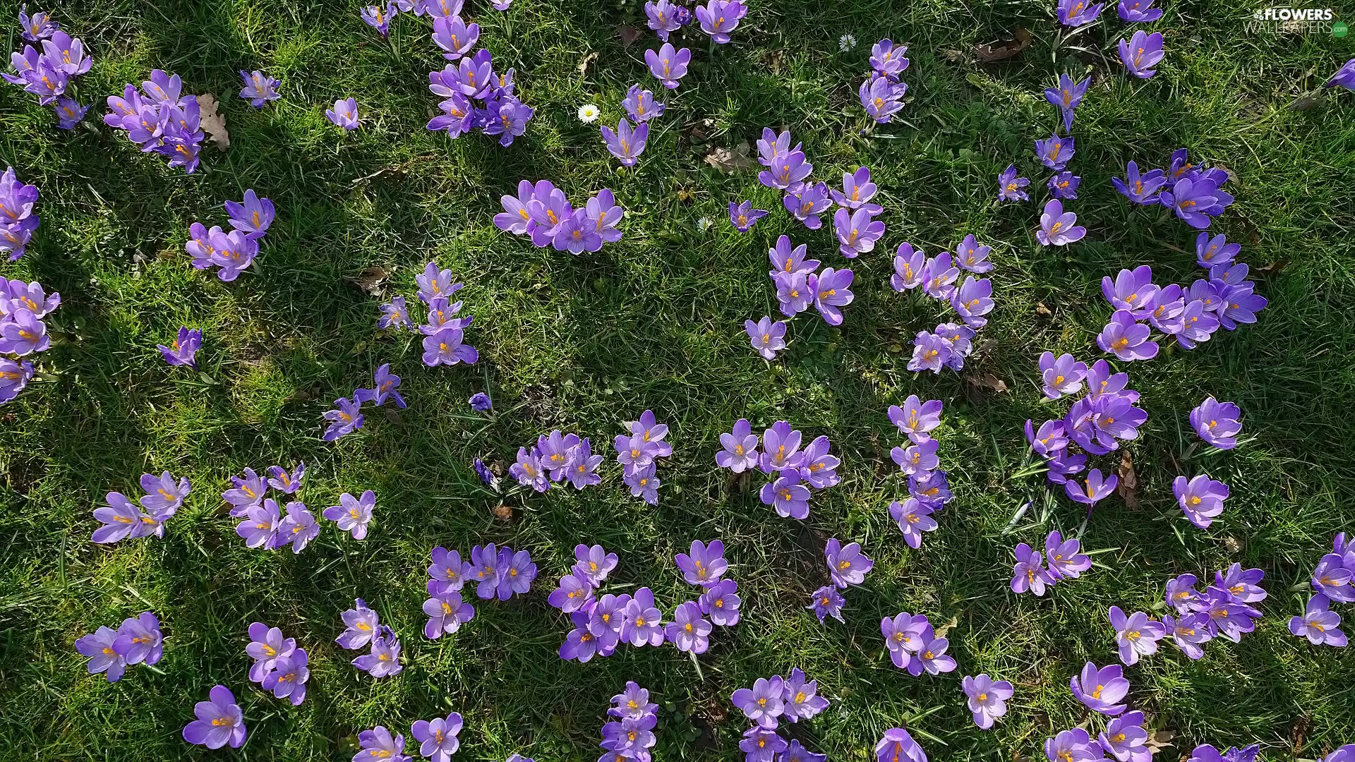 Flowers, Green, grass, crocuses
