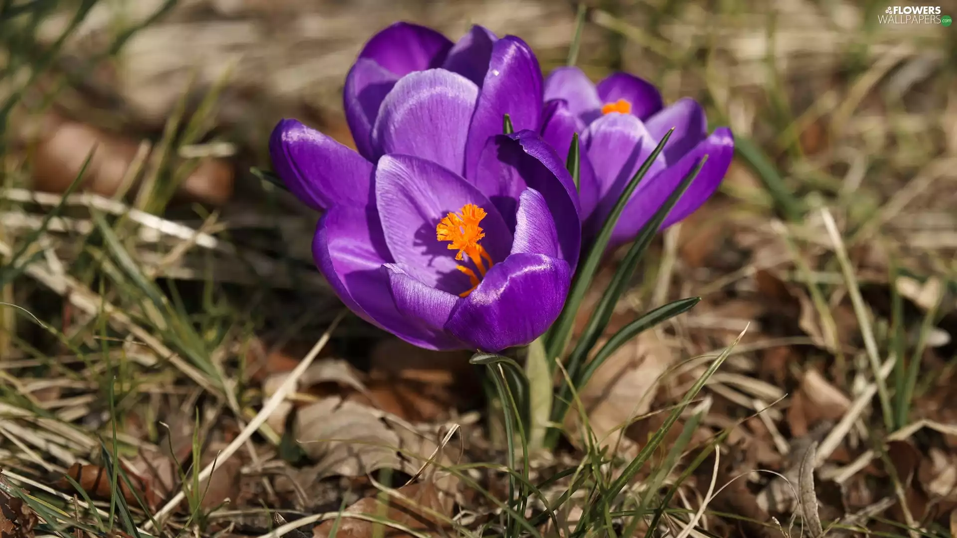 Flowers, purple, grass, crocuses