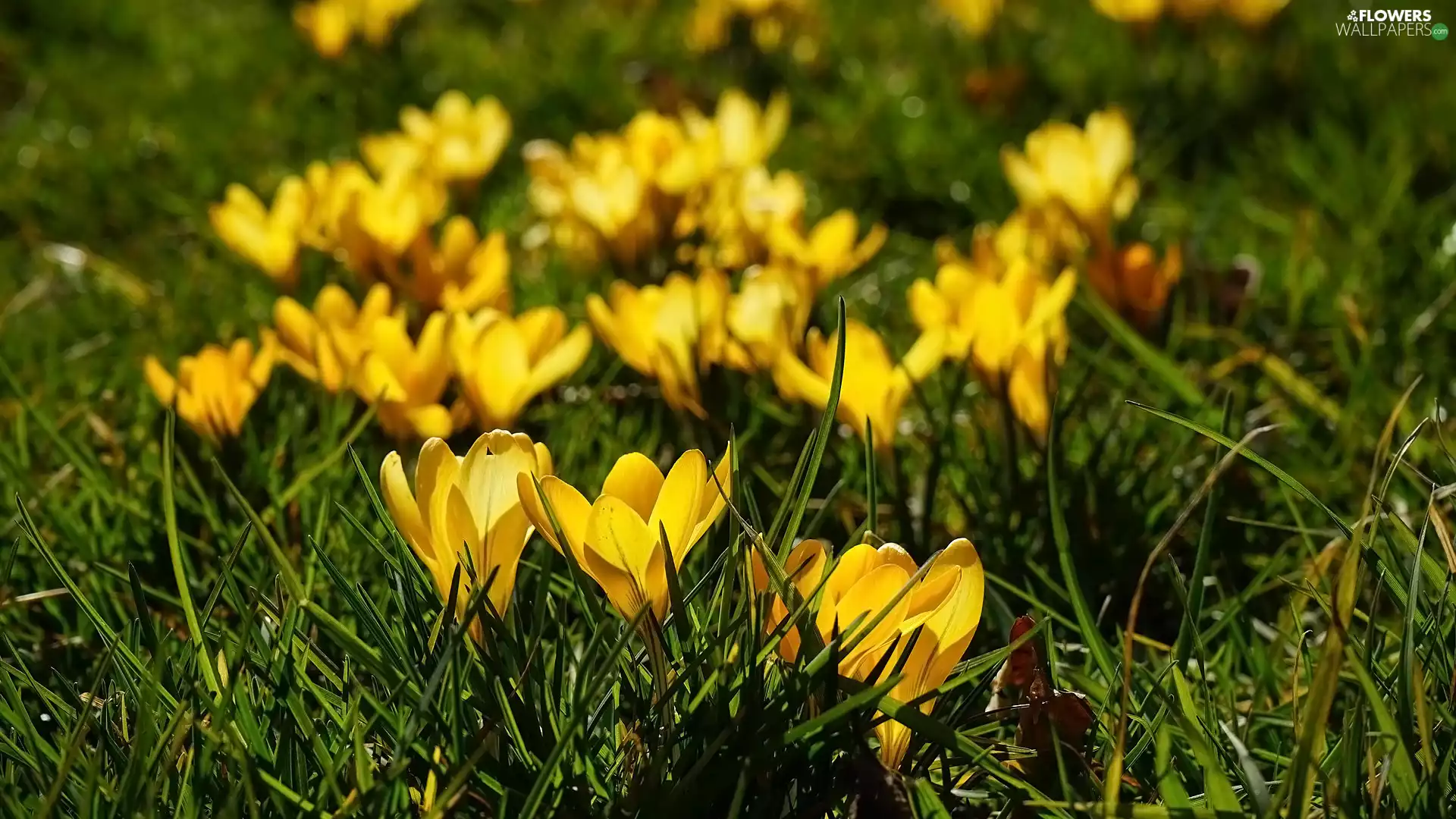 Flowers, Yellow, grass, crocuses