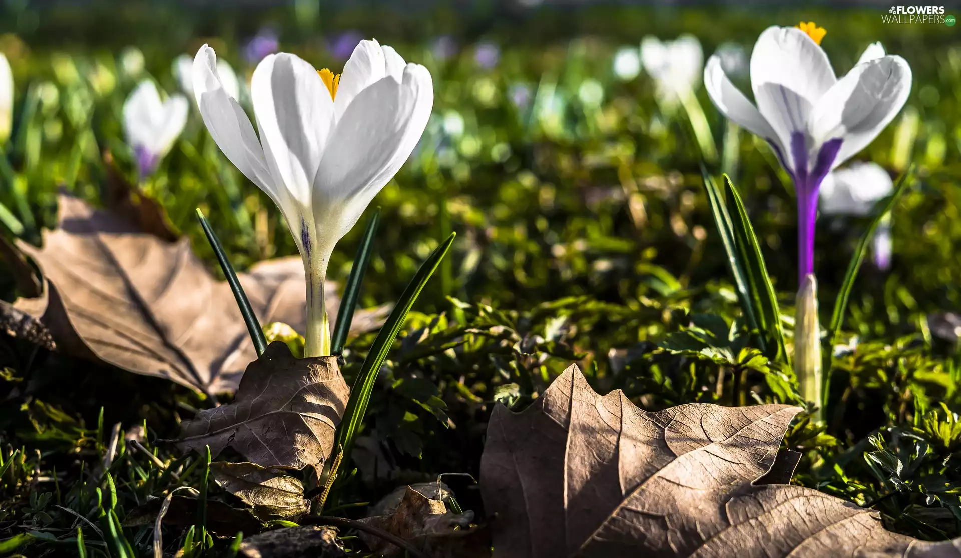 Flowers, White, Leaf, crocuses