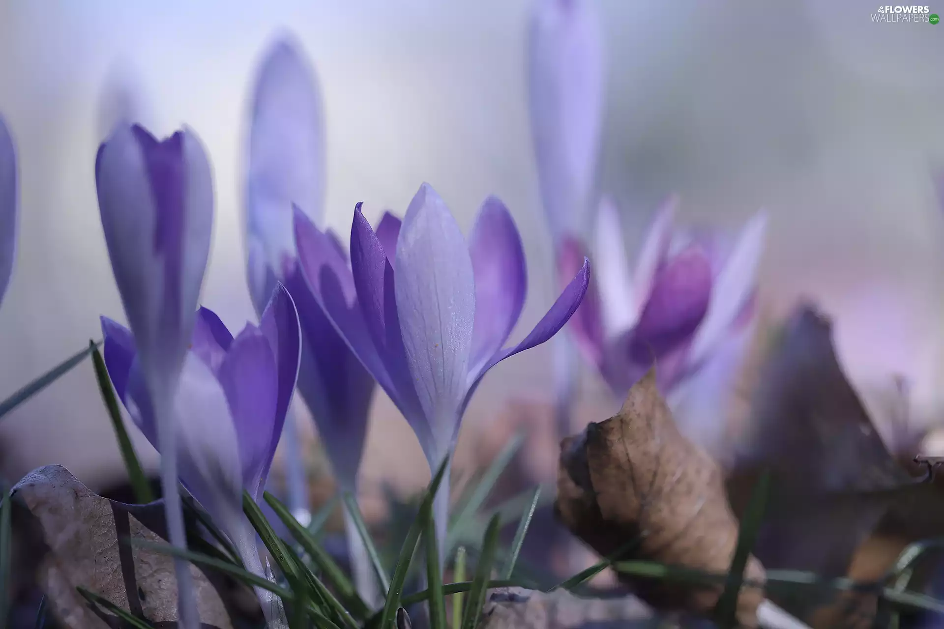crocuses, lilac, Flowers