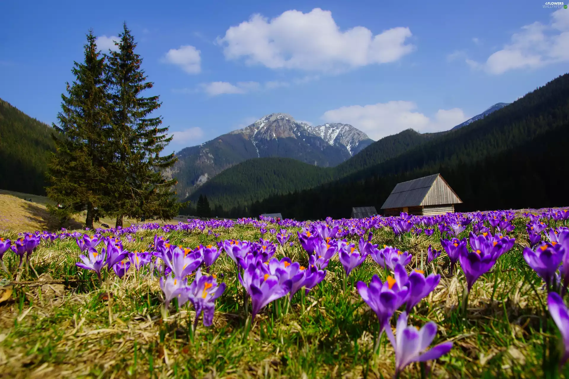 crocuses, Mountains, Flowers