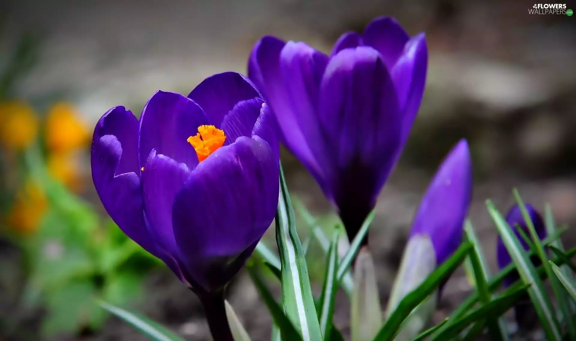 crocuses, purple, Flowers