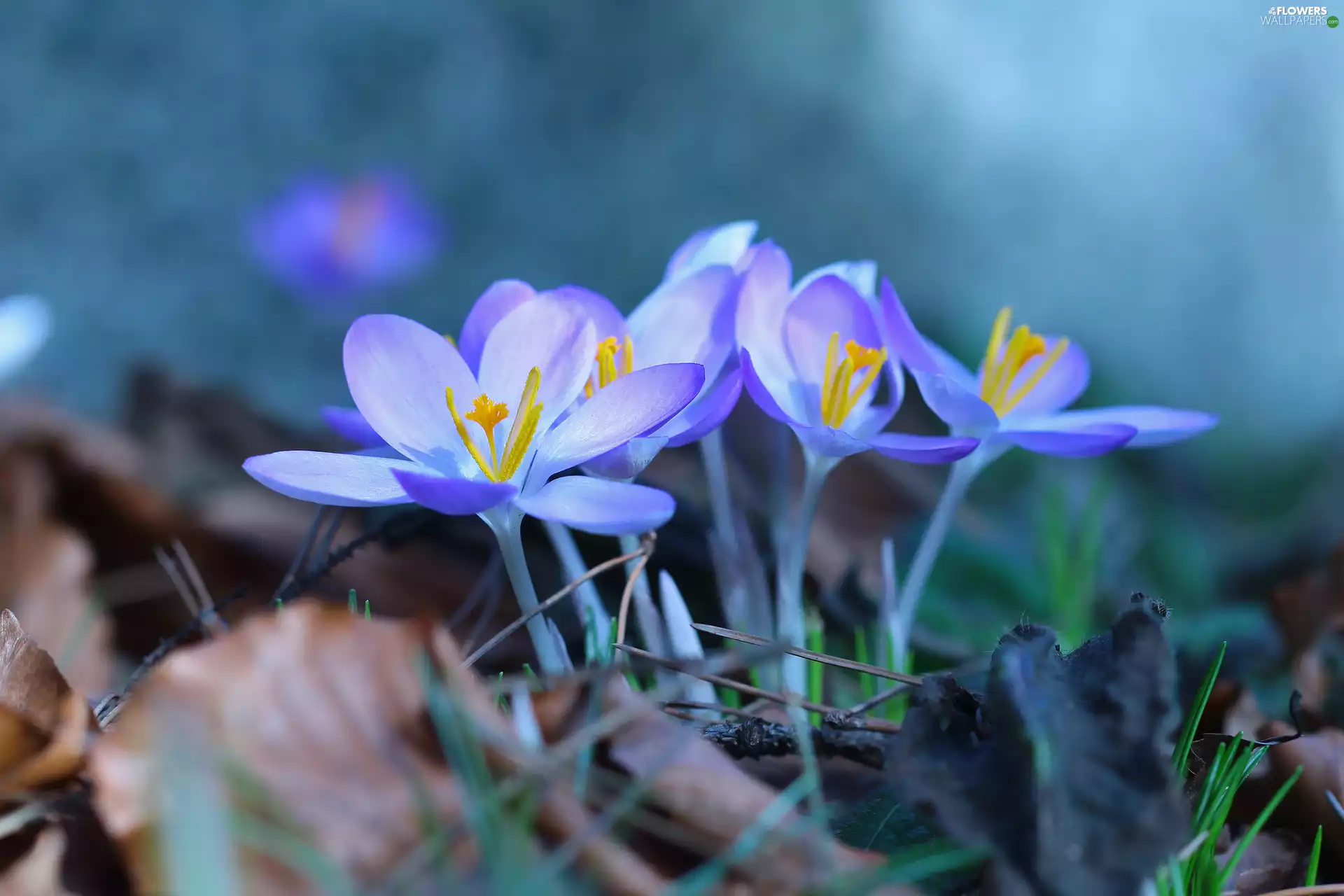 crocuses, purple, Flowers