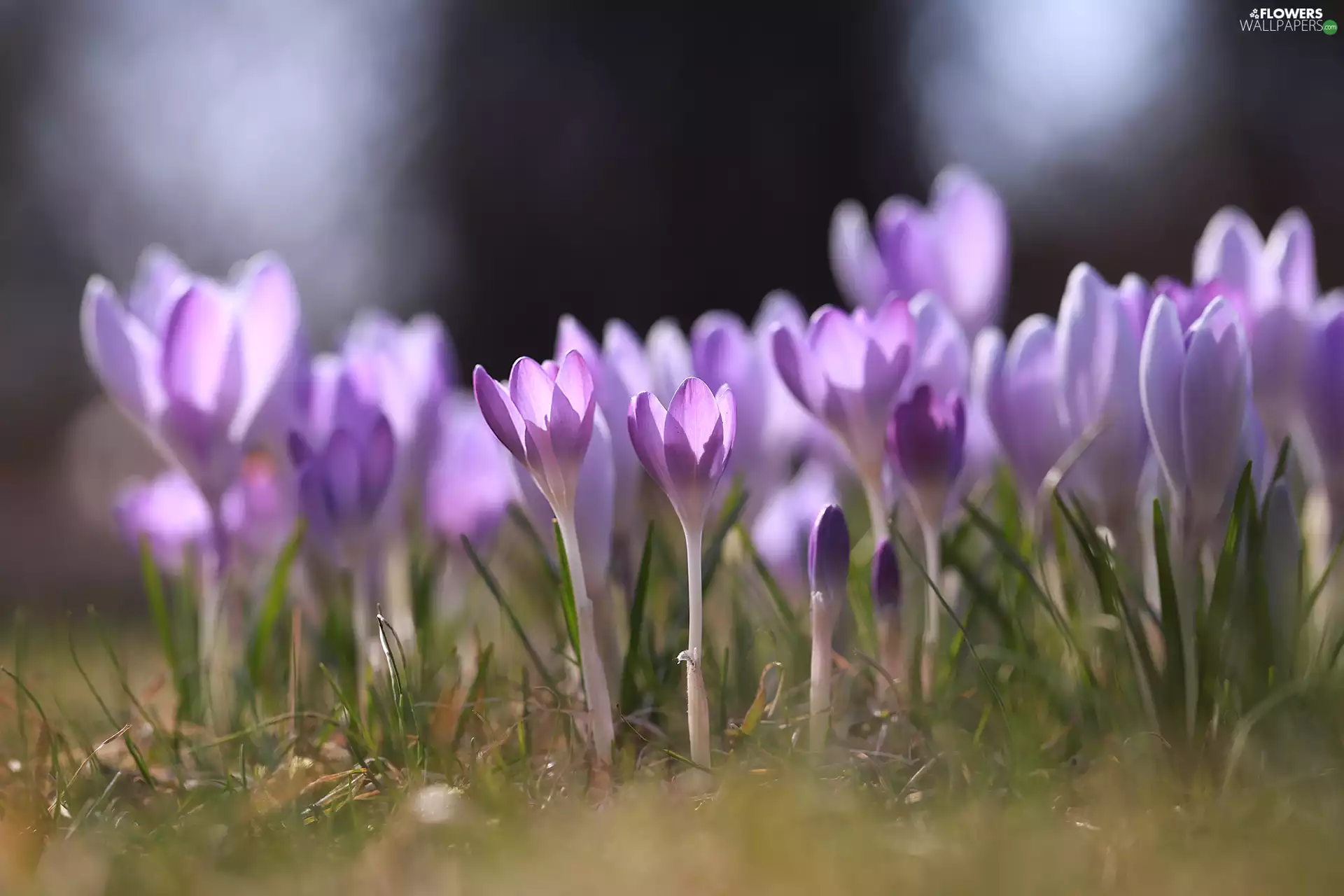 Spring, crocuses, Flowers, Light Purple