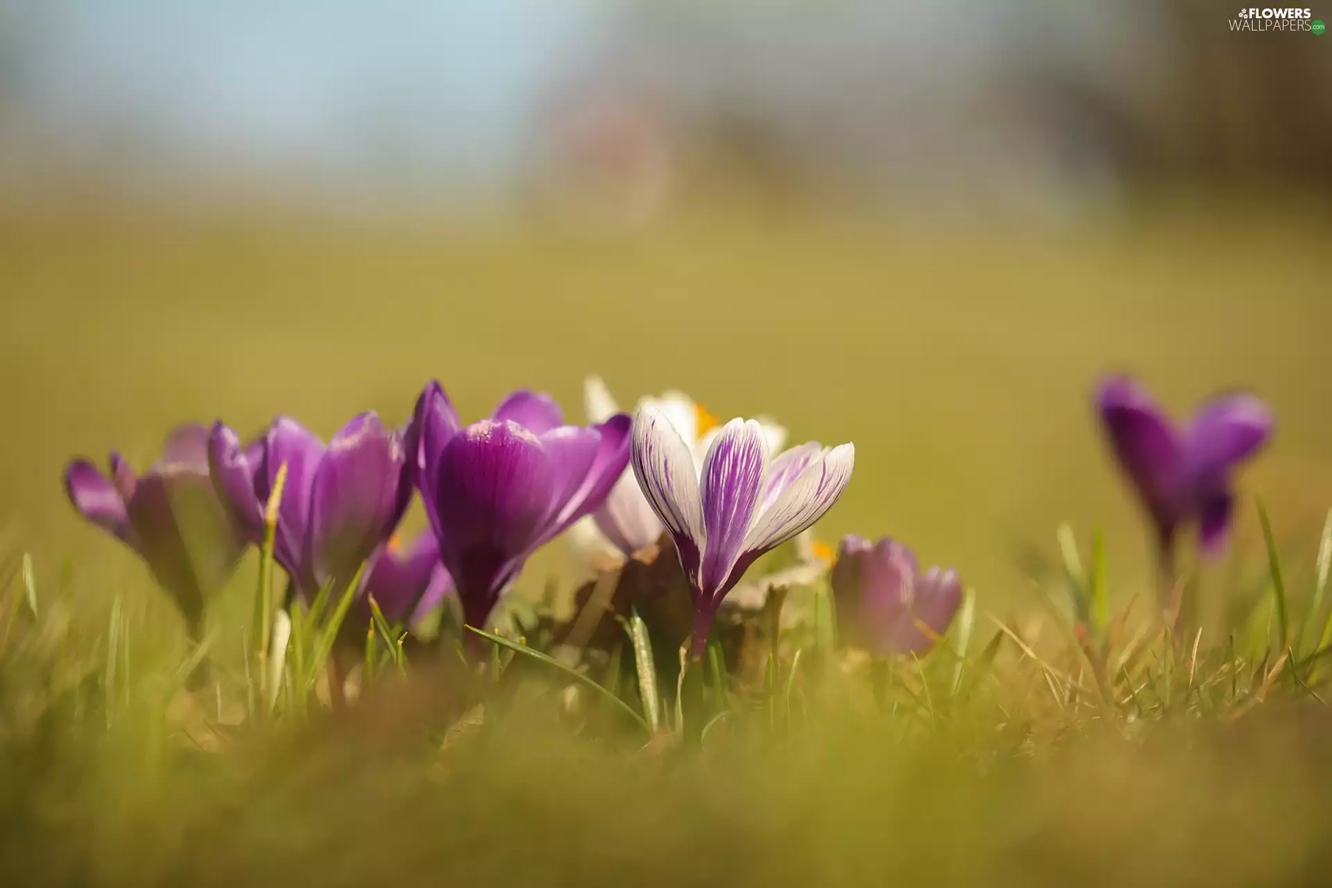 purple, crocuses, Flowers, White-Purple