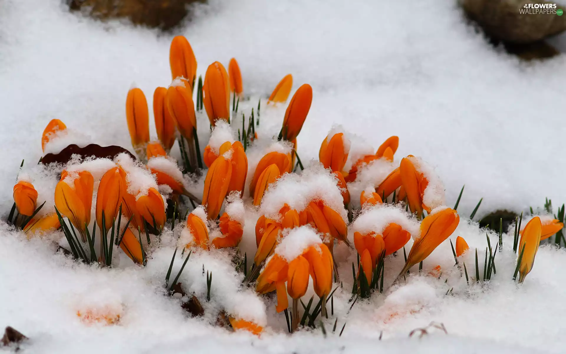 Flowers, Orange, snow, crocuses