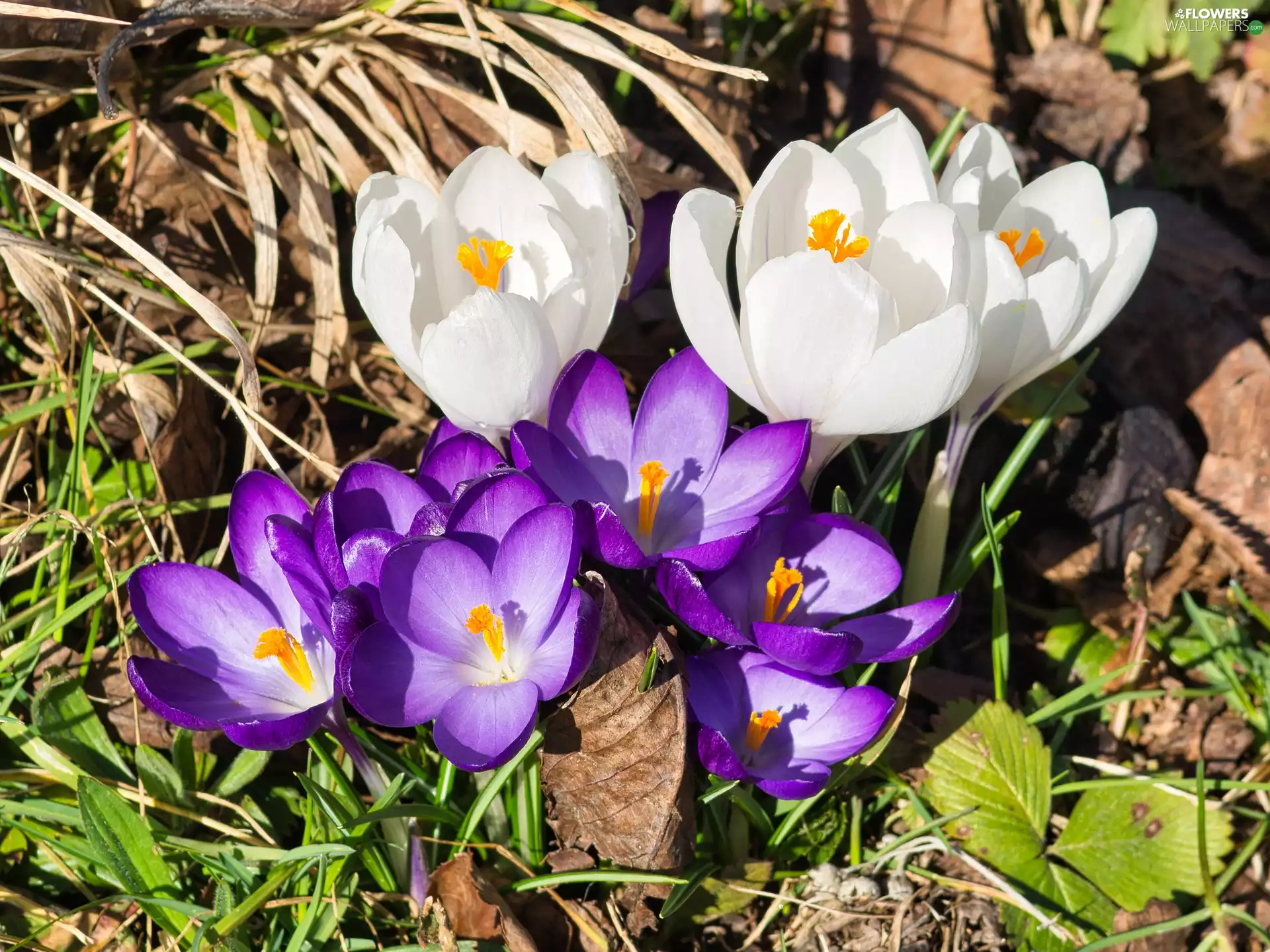 Flowers, forest, Spring, crocuses