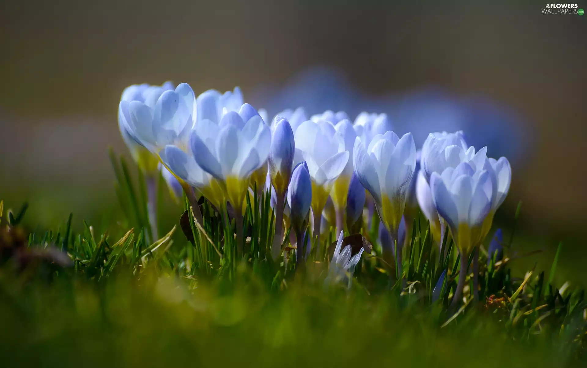 crocuses, Spring, Flowers