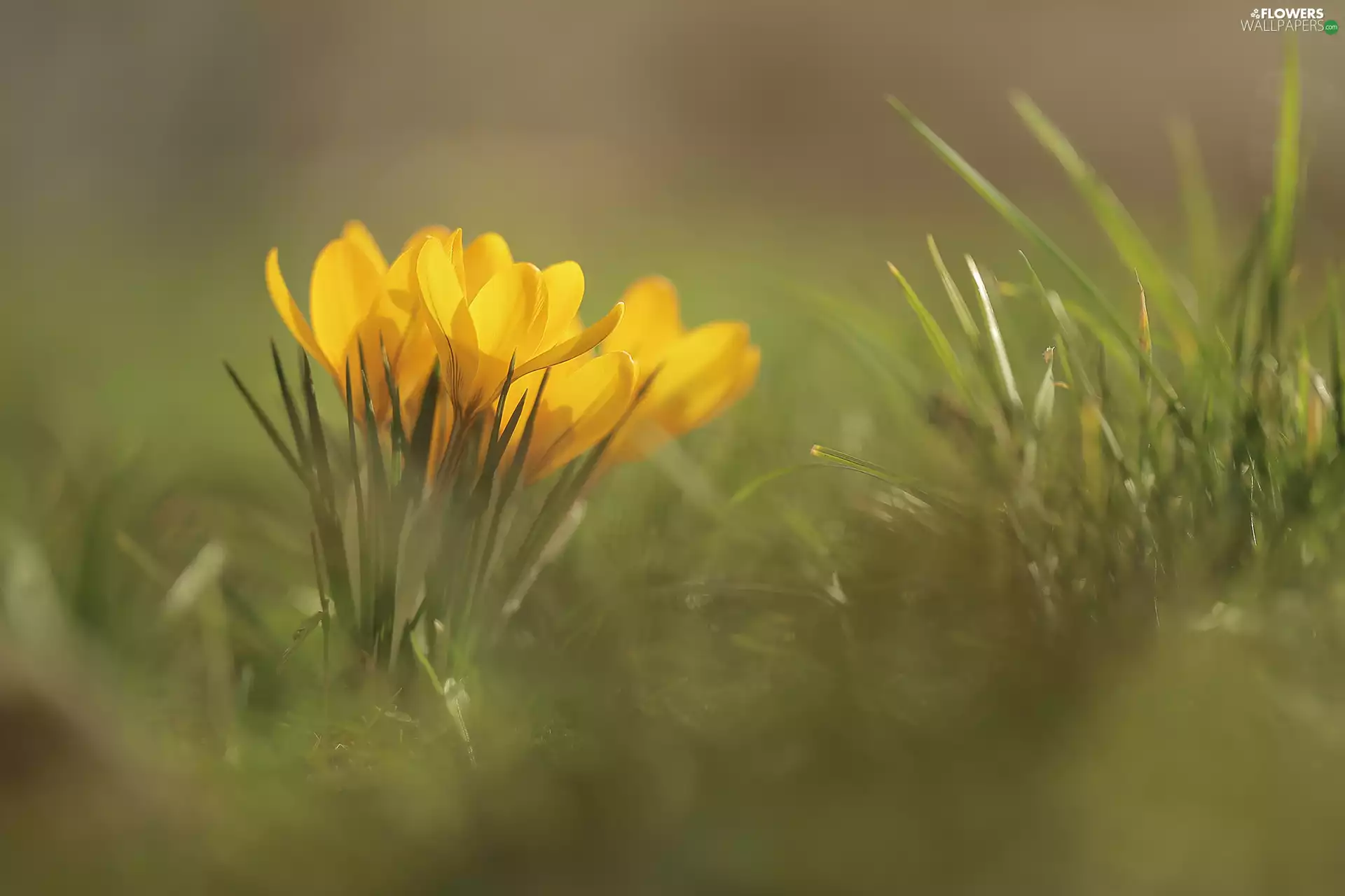 crocuses, Yellow, Flowers