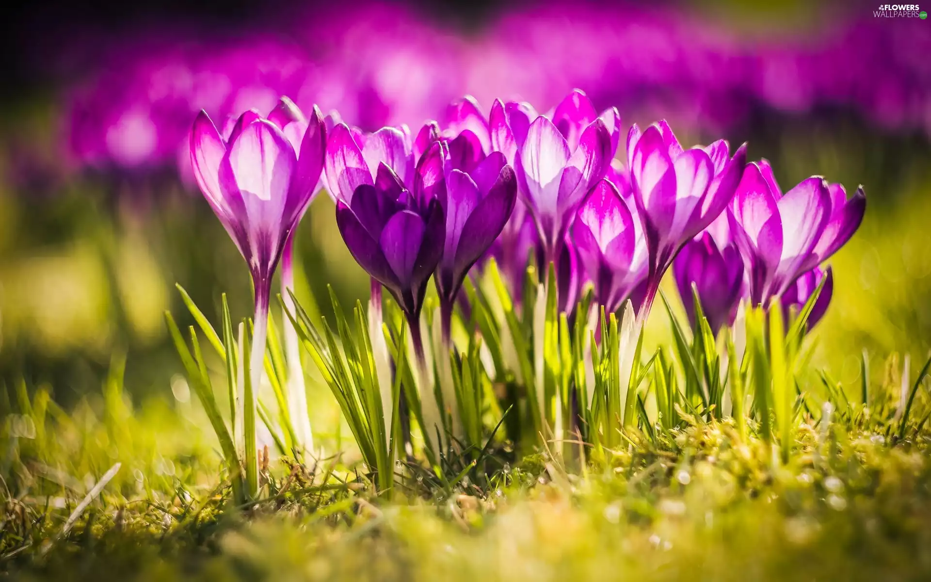 Flowers, crocuses