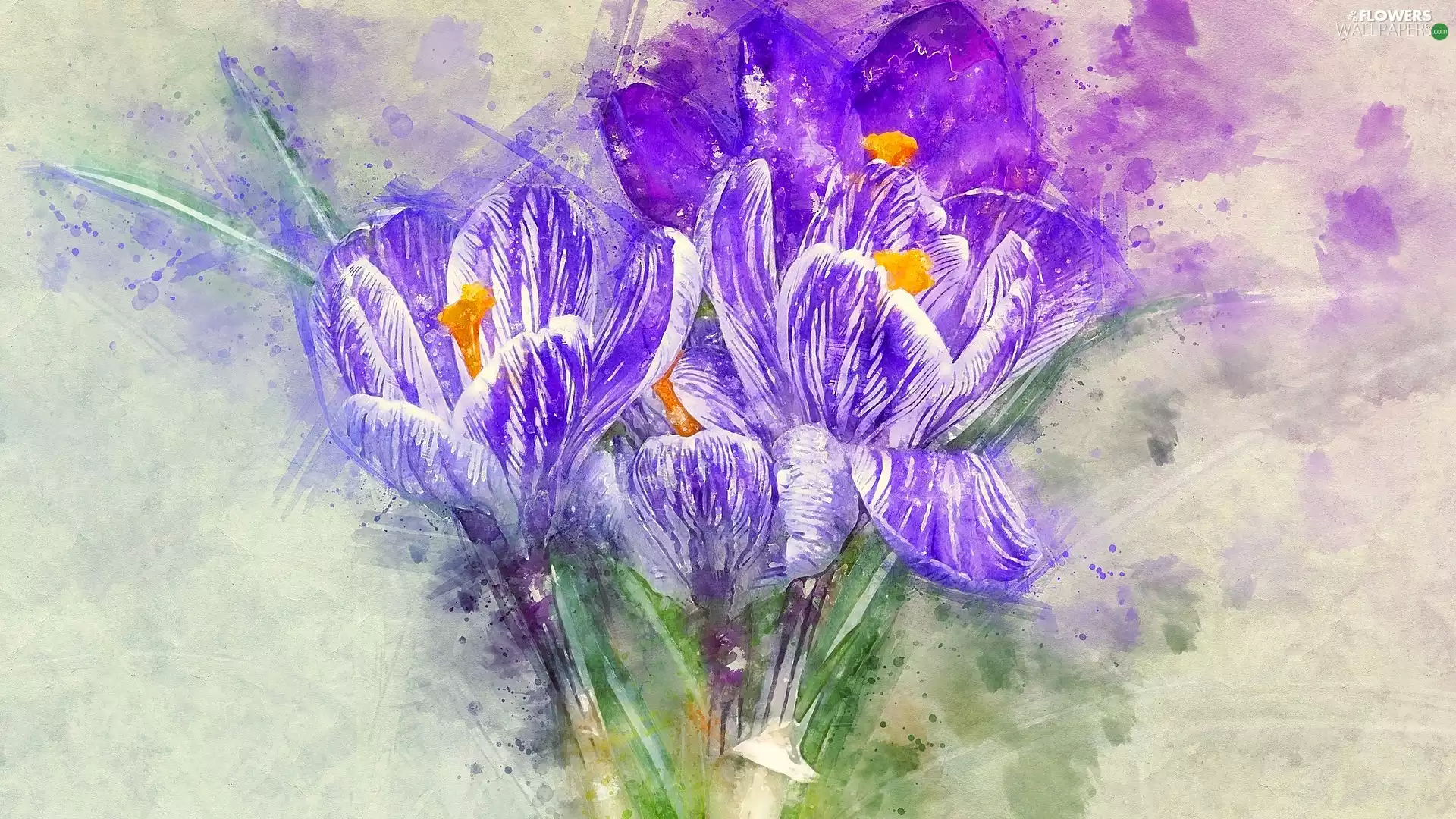 graphics, Colourfull Flowers, crocuses