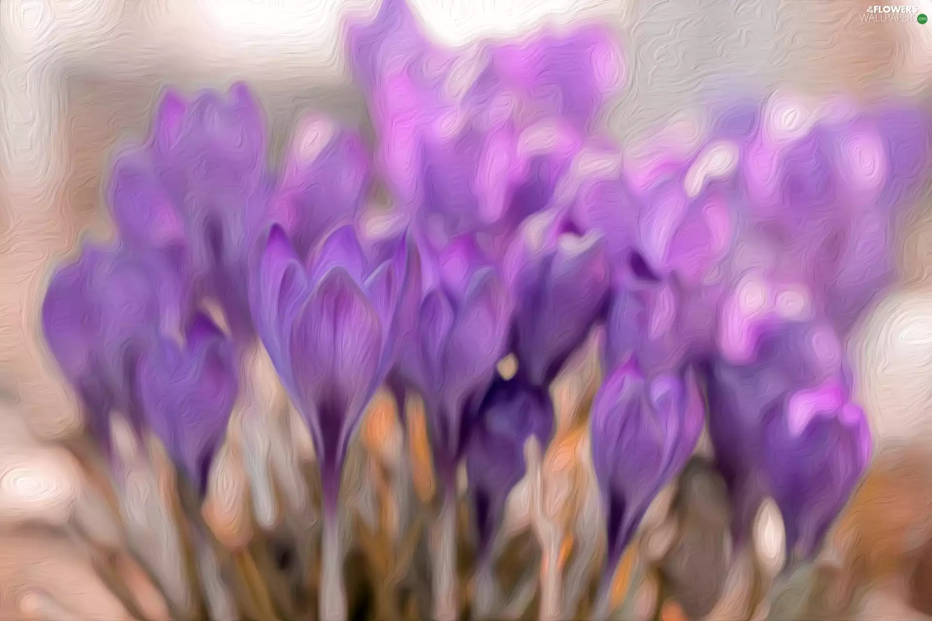 crocuses, graphics