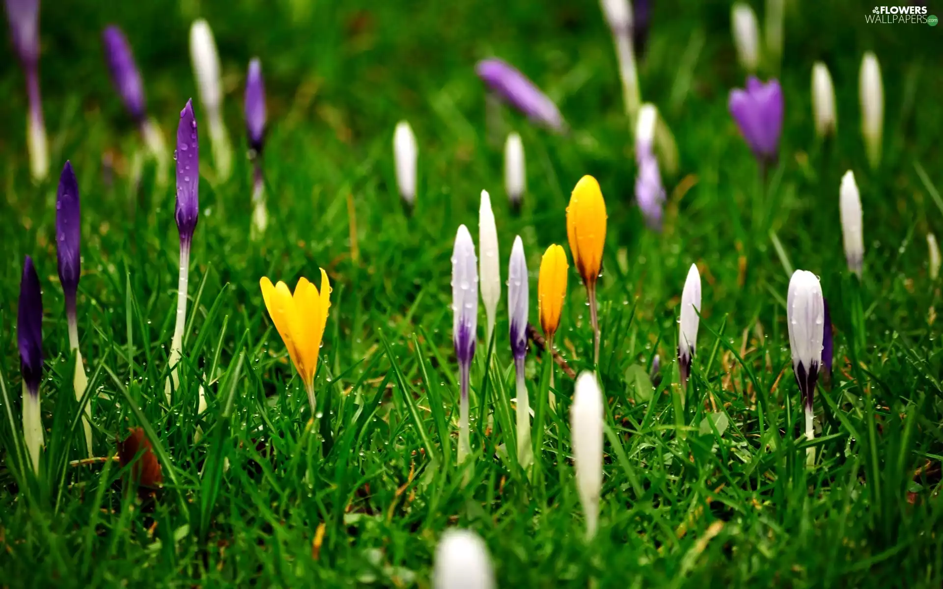 crocuses, grass