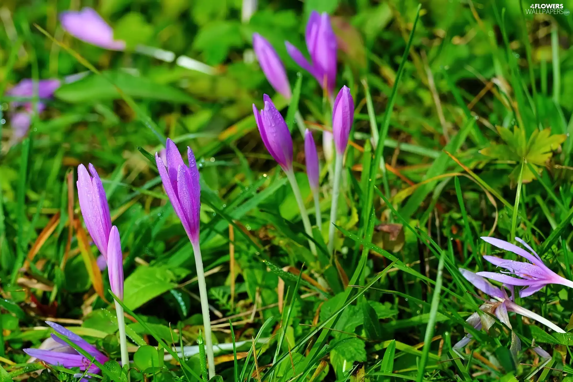 crocuses, grass