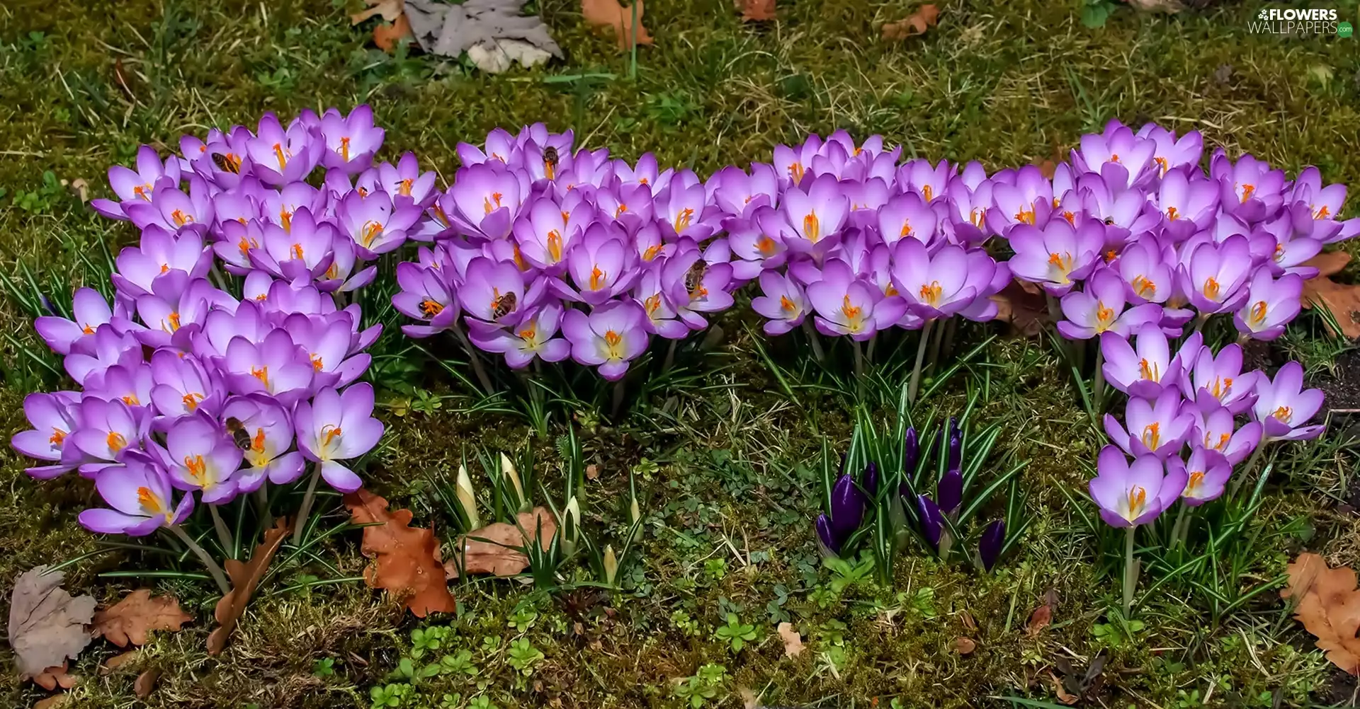 crocuses, grass