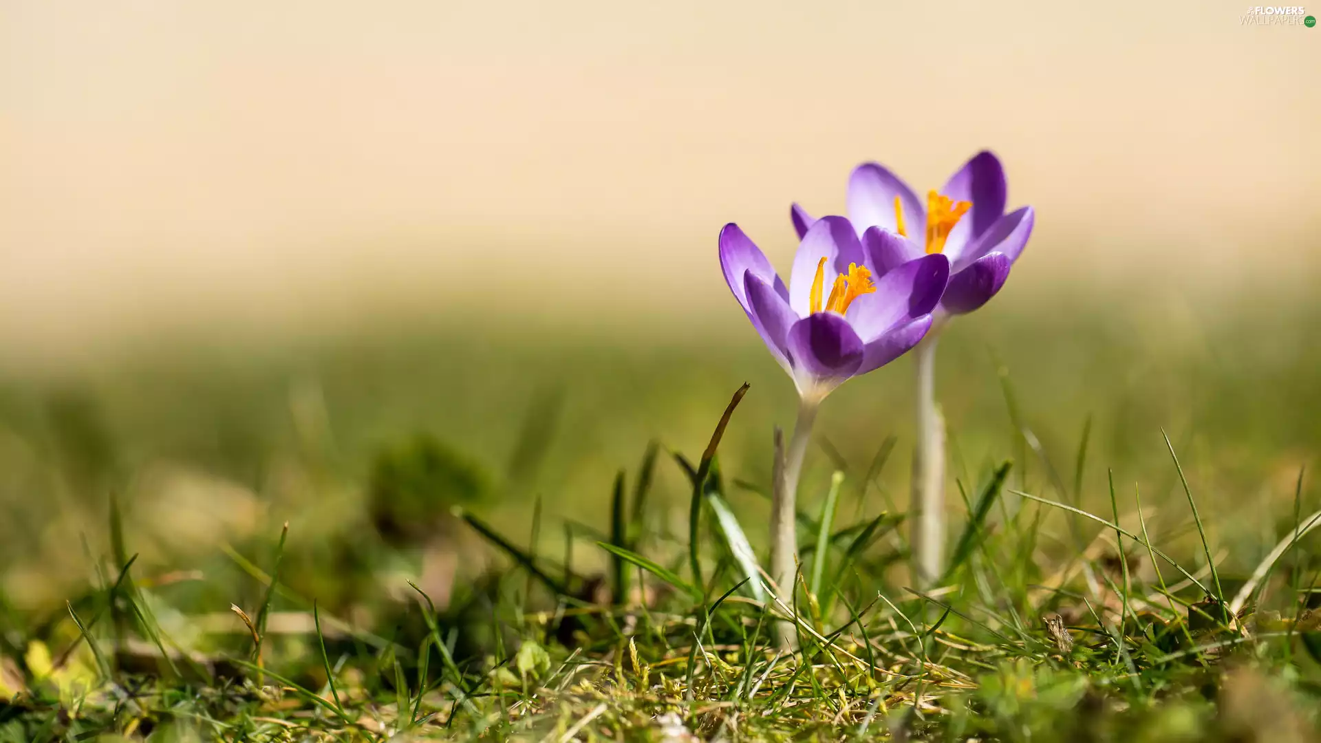 Flowers, crocuses, grass, Two cars