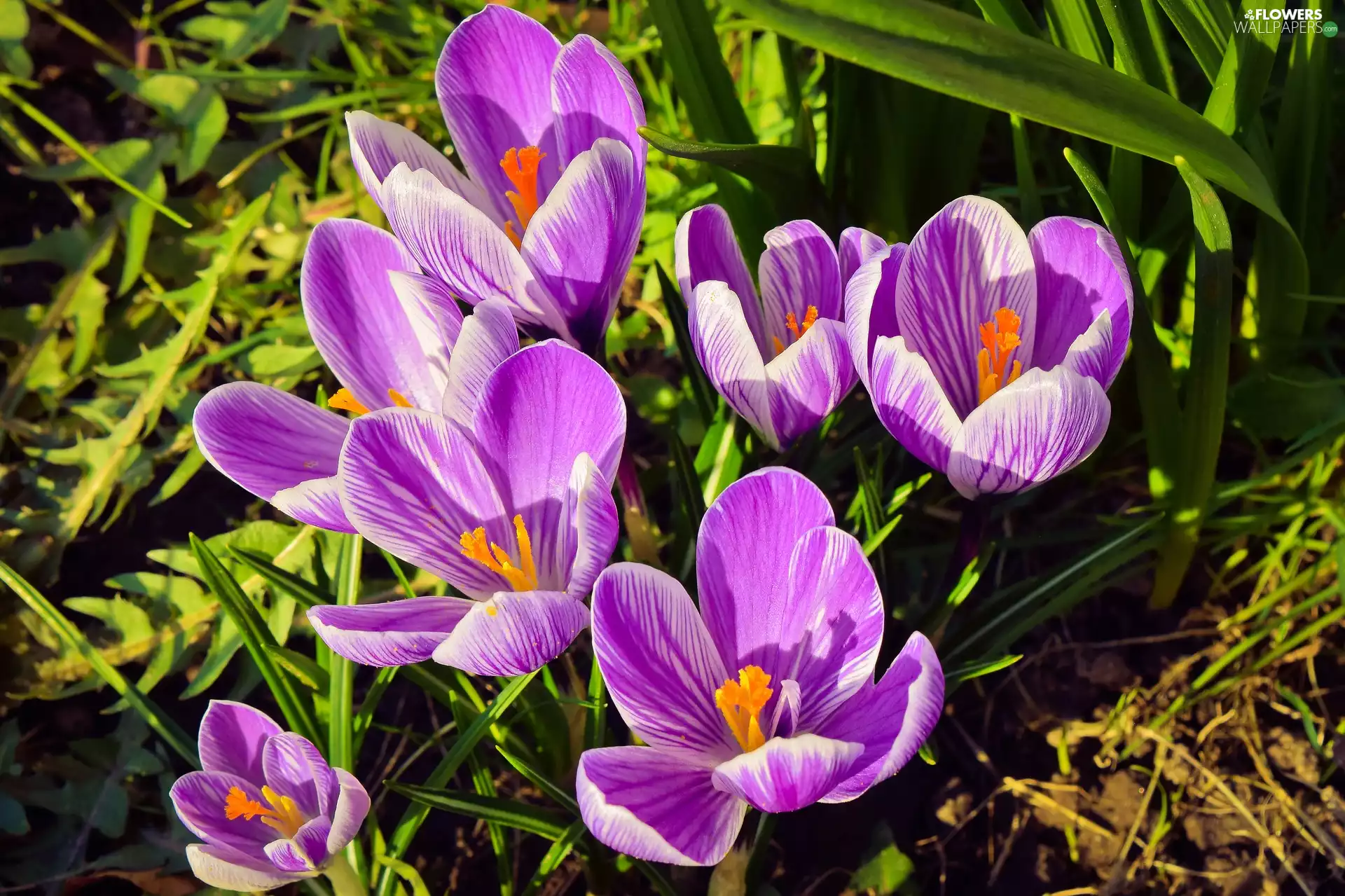 crocuses, Meadow, grass