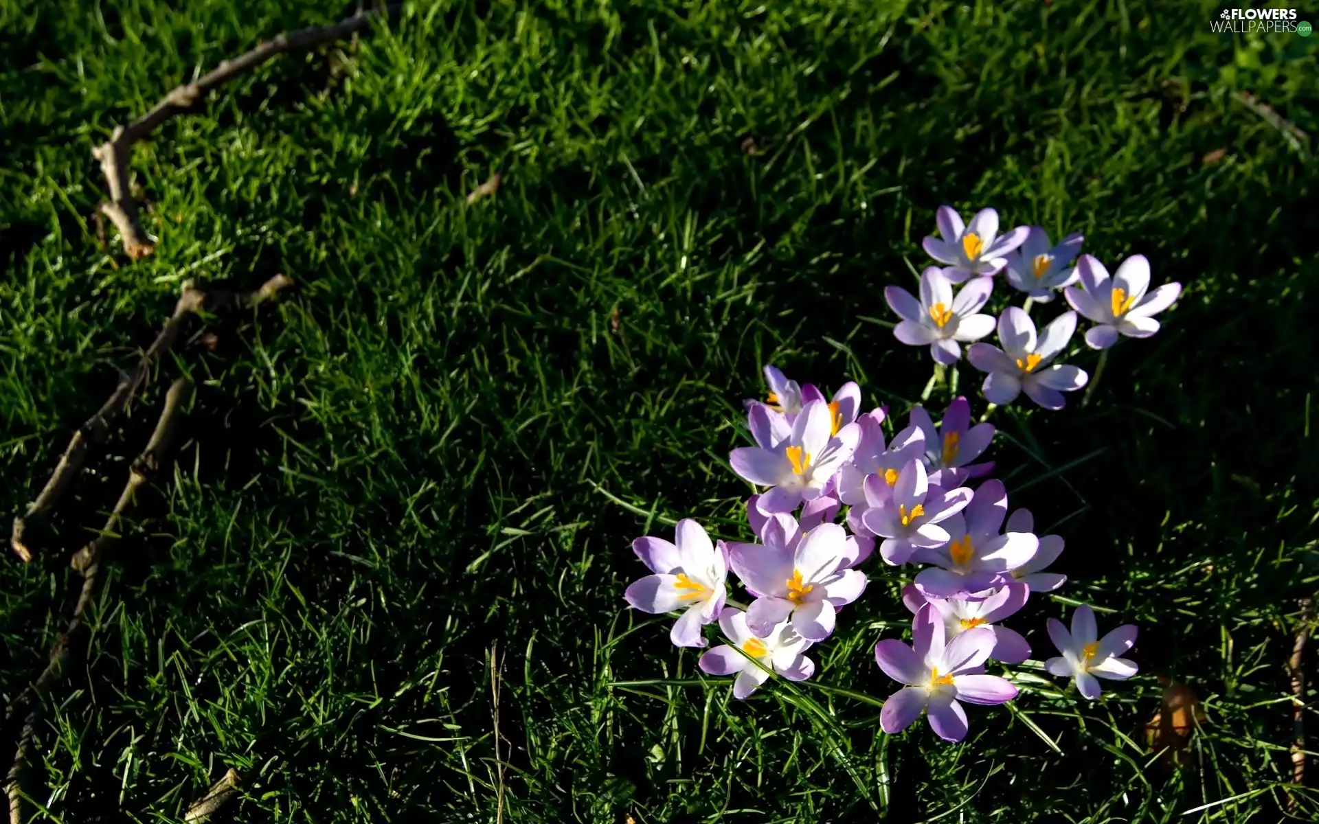 crocuses, Spring, grass
