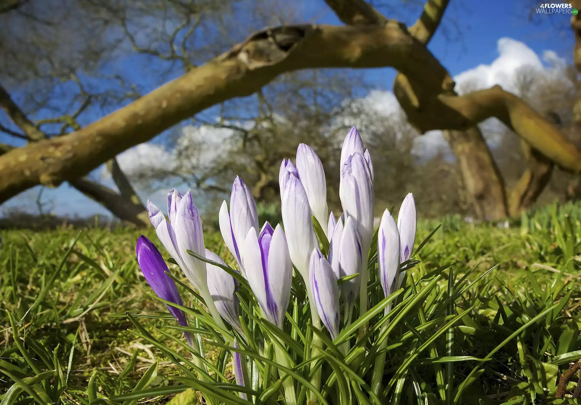 trees, viewes, grass, Lod on the beach, crocuses