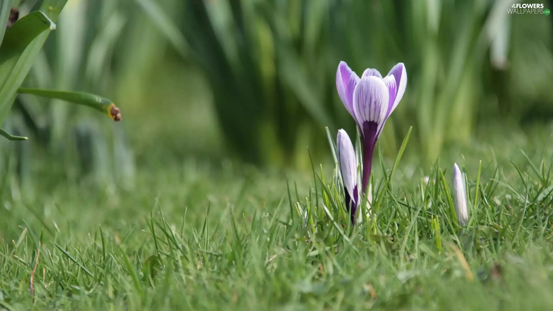 crocuses, grass