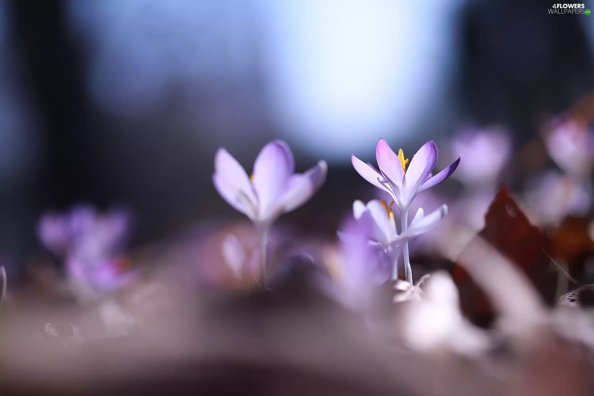 crocuses, lilac, illuminated