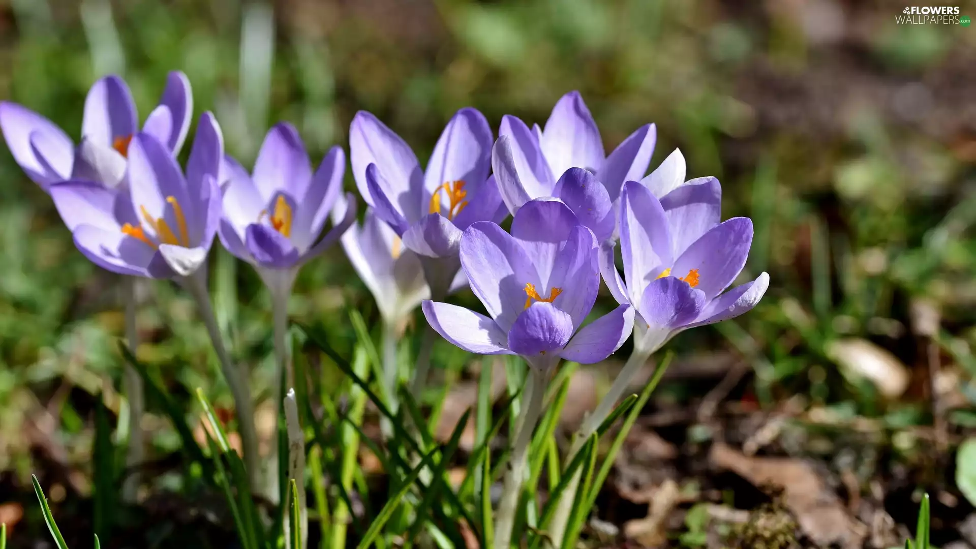 Flowers, crocuses, illuminated, Light Purple