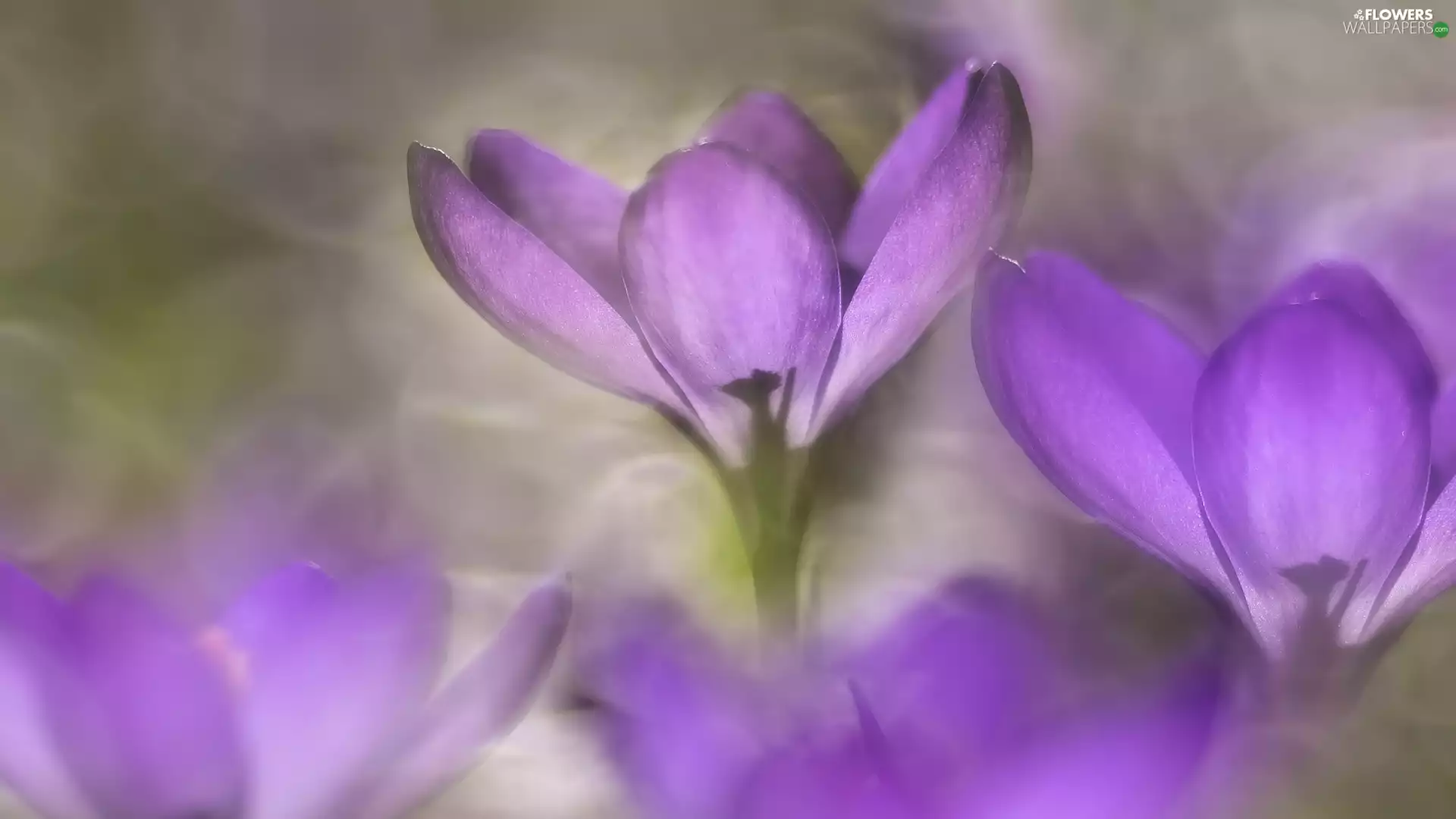 crocuses, purple, illuminated
