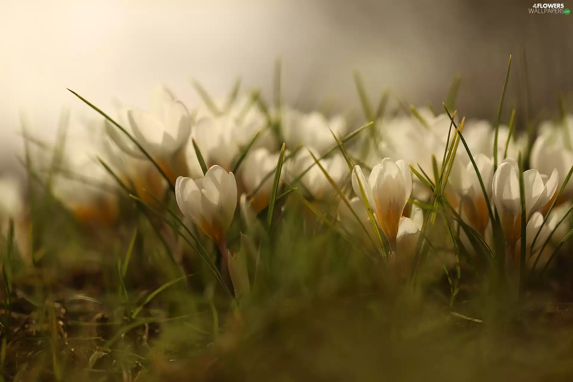 crocuses, White, illuminated