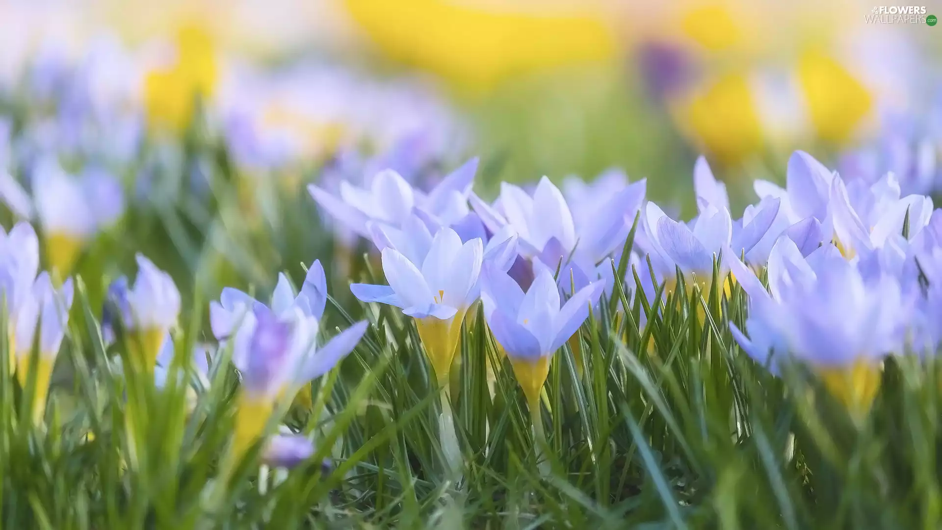 Flowers, crocuses, leaves, Light blue